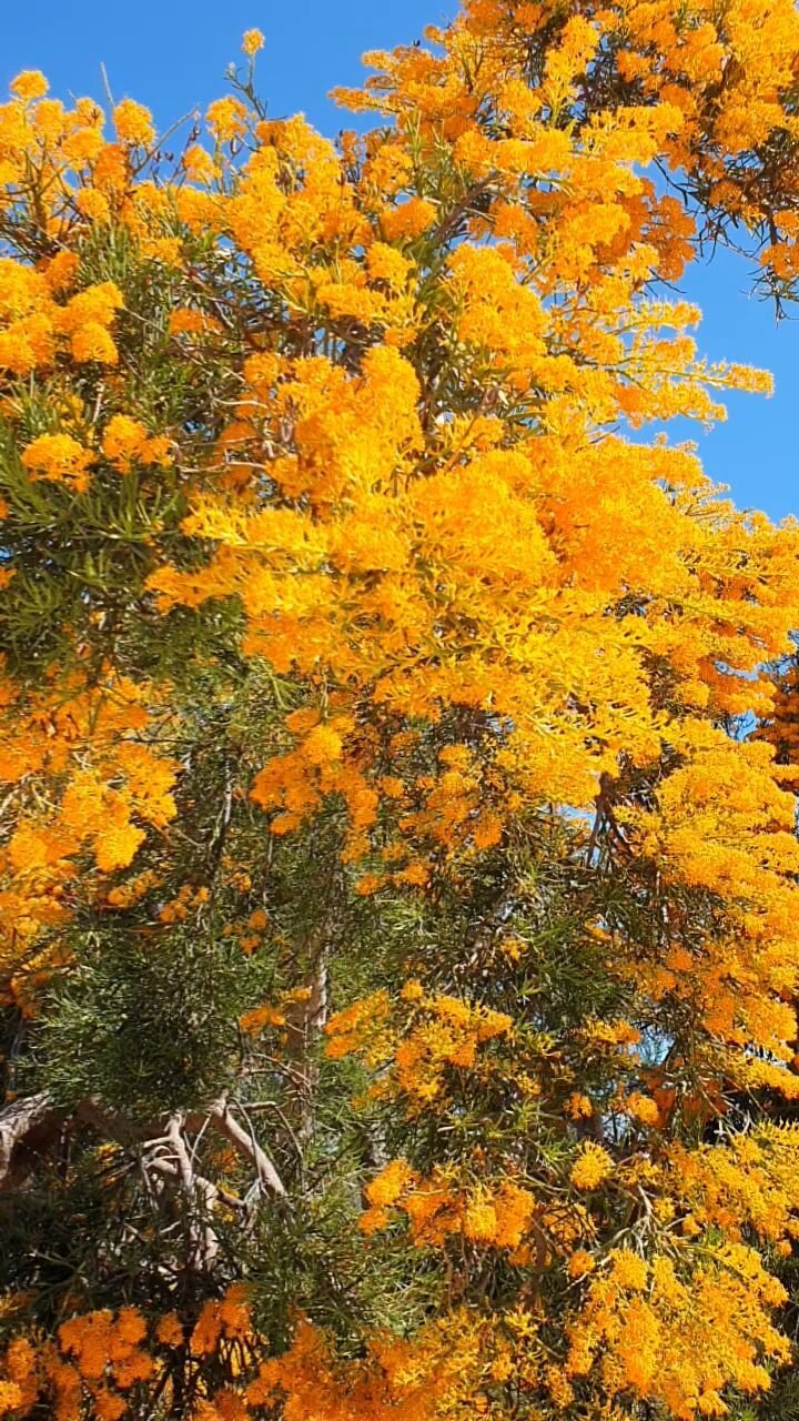 Our Story — Snippy's Yard Perth Garden Centre Native Plant Nursery
