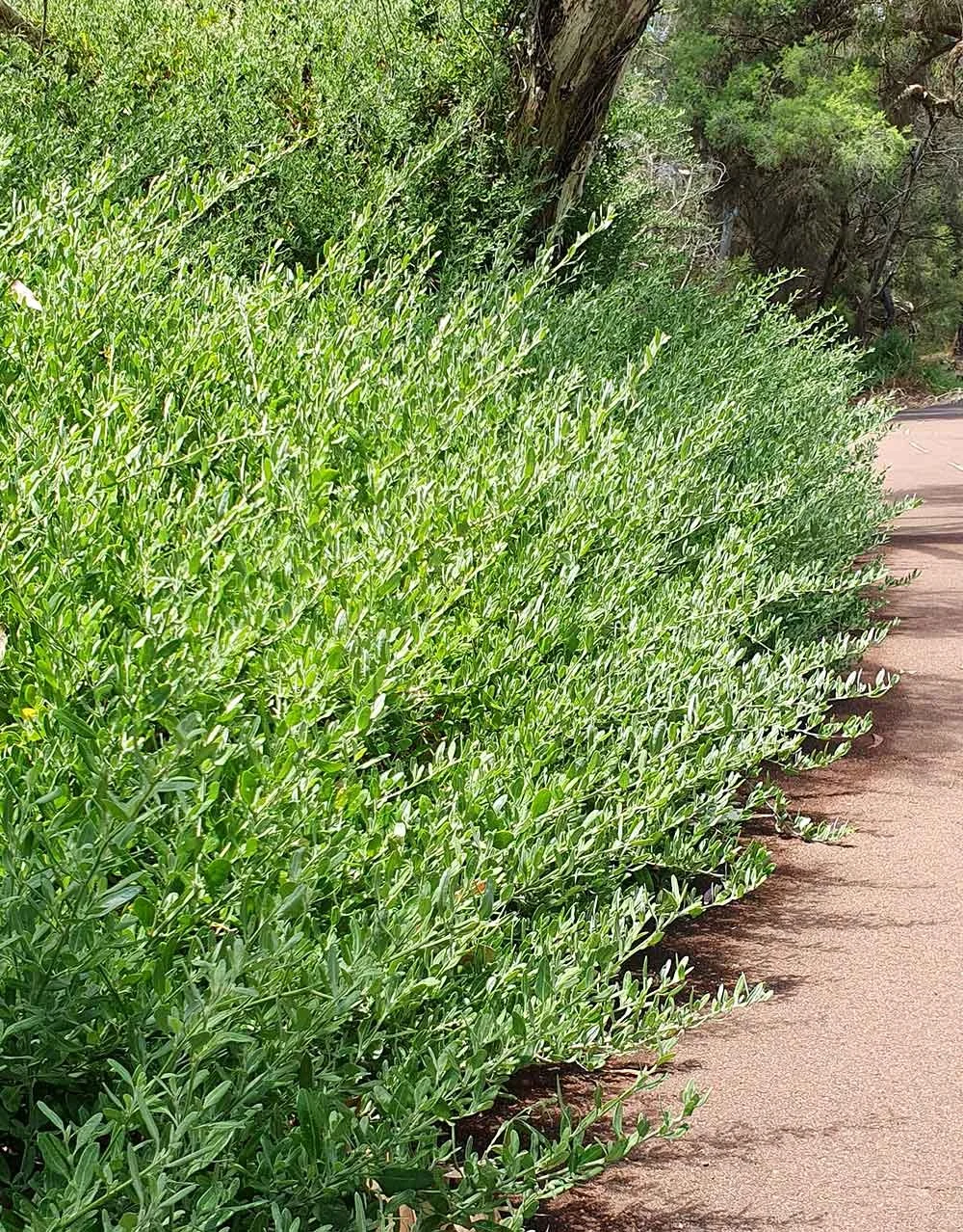 Snippy's Yard | Perth Plant Delivery | WA Native Plants | Online Garden ...