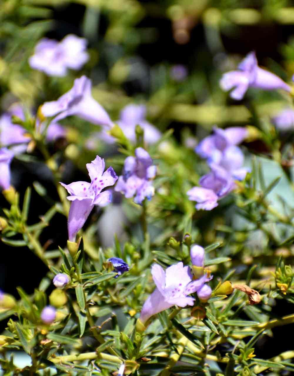 Native Wisteria (Hardenbergia comptoniana) Snippy's Yard Perth