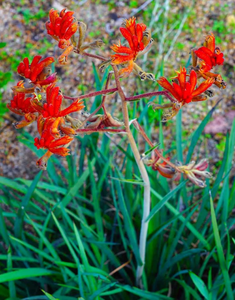Anigozanthos Kings Park Federation Flame Kangaroo Paw Snippy's Yard