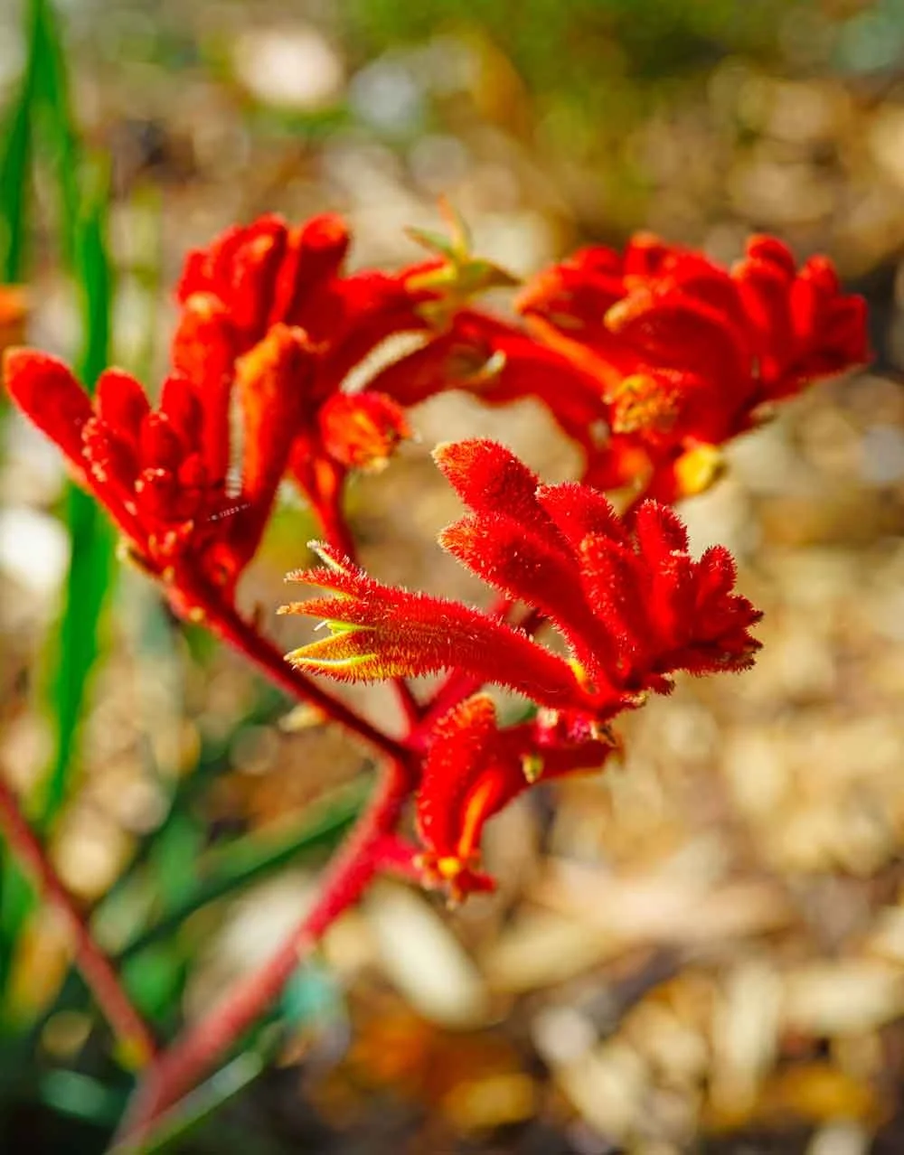 Anigozanthos Kings Park Federation Flame Kangaroo Paw Snippy's Yard