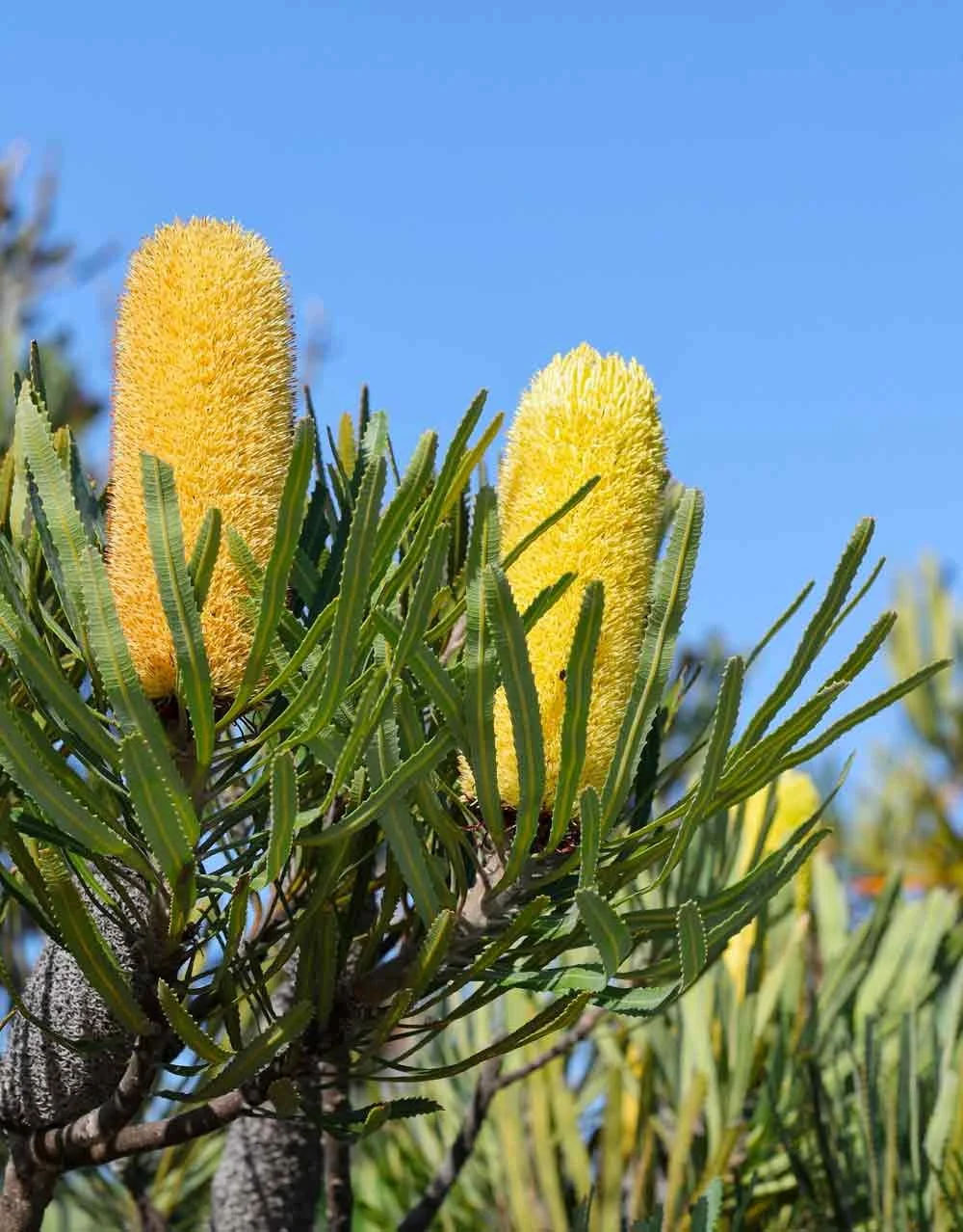 Firewood Banksia Dwarf Banksia menziesii Snippy's Yard Perth