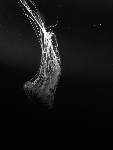 acceptance (2021) - iPhone 12 Pro