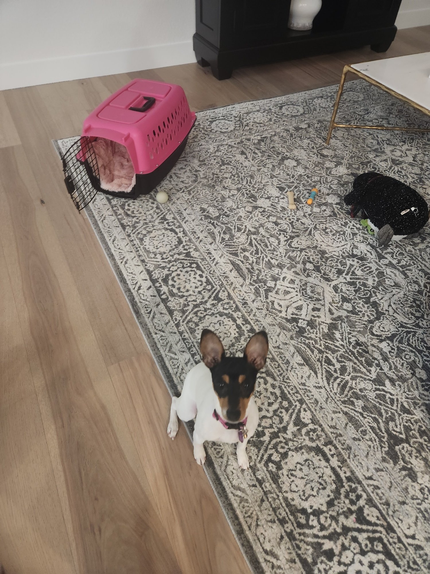 Potty Training Made Simple: How Sadie the Fox Terrier Went from Messes to Successes