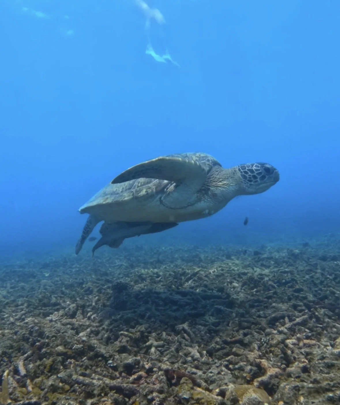 25 Amazing Marine Animals You Can See While Diving in Koh Tao