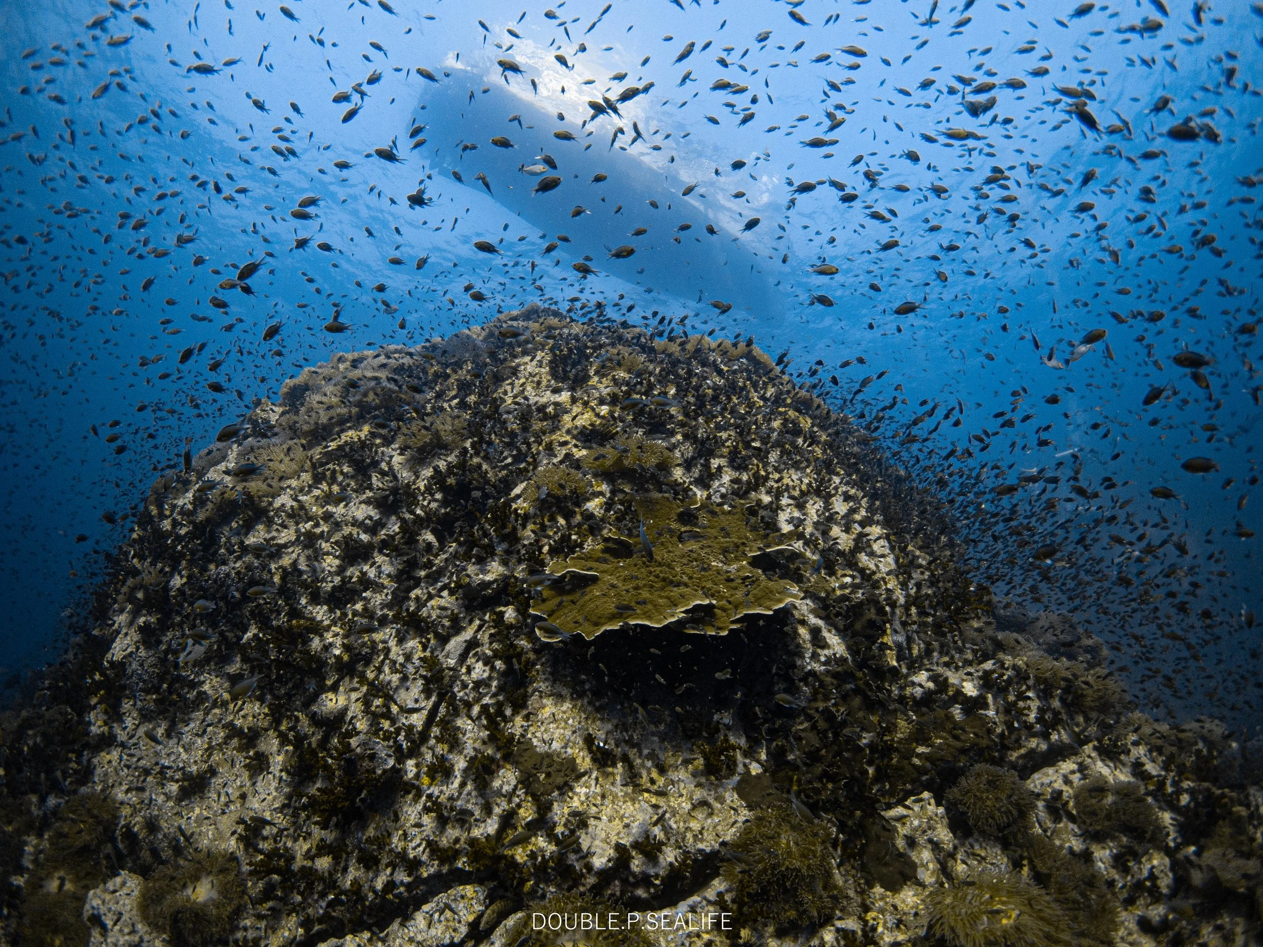 Is Scuba Diving Safe? Everything Beginners Need to Know
