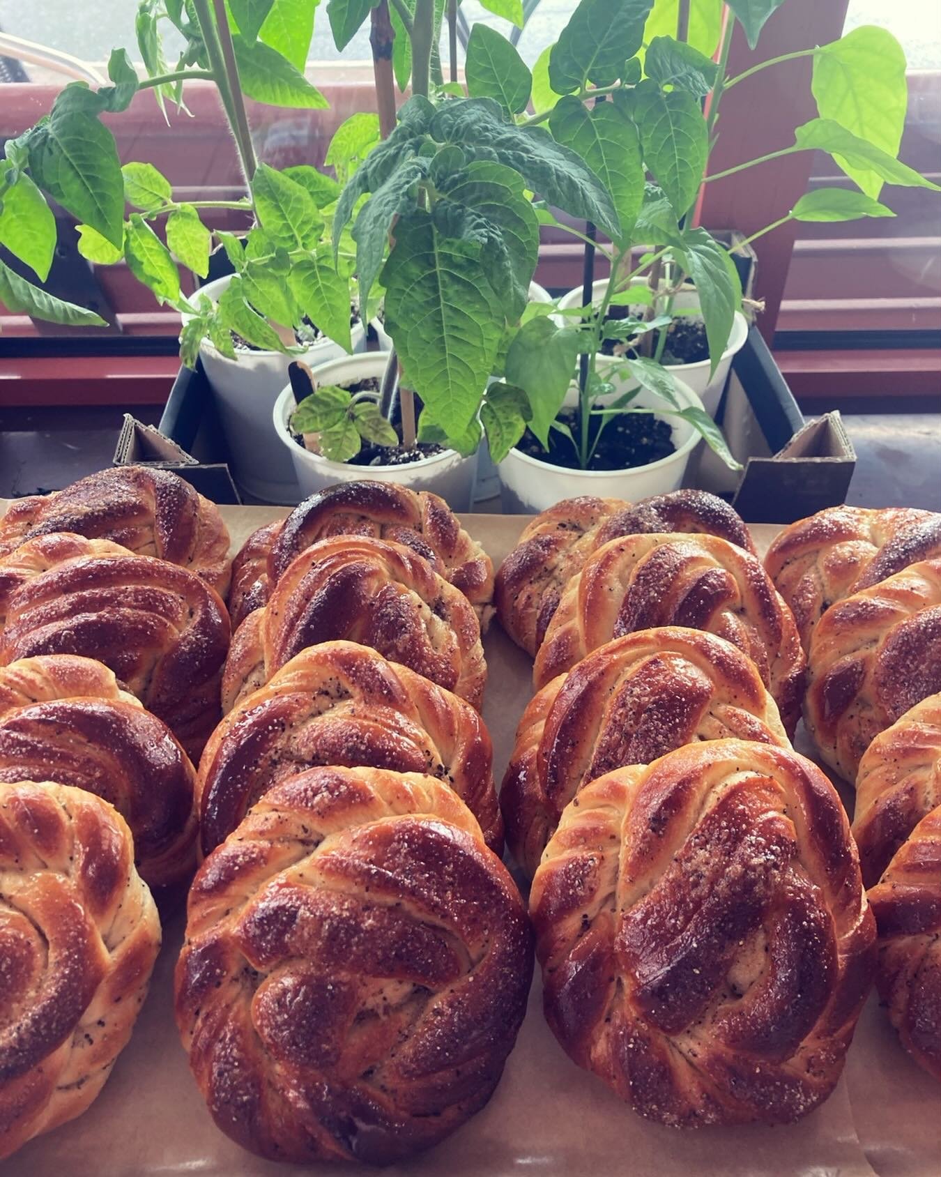 Solen &auml;r h&auml;r &amp; vi firar Kardemummabullens dag! 🥳 V&auml;lkommen in till oss p&aring; kaffe &amp; bulle! eller k&ouml;p med hem. Fyll Fredagen med v&aring;ra fluffiga kardemummabullar 🤭😍 V&auml;lkomna 🤗