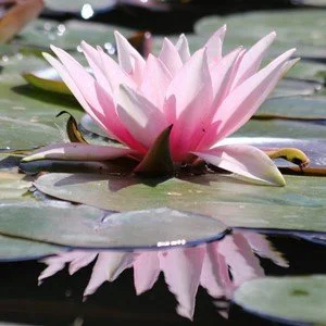 Mind Training (Lojong) Day