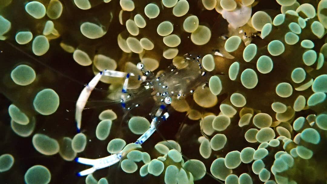 Spotted cleaner shrimp posing for the camera. 💁🏻&zwj;♀️ #upe #underpressurreexplorers #anemone #shrimp #mataking #island #semporna #malaysia #scuba #diving #scubadiving #transparent #poser #olympus #tg4