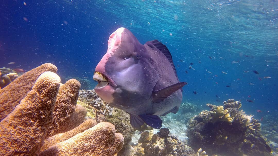 Schools of bumphead parrotfish spotted at Barracuda Point, Sipadan Island today. These boys were bigger than a family size fridge! 😨

#upe #underpressurreexplorers #barracudapoint #sipadan #diving #semporna #scubadiving #scuba #bucktooth #bumphead #