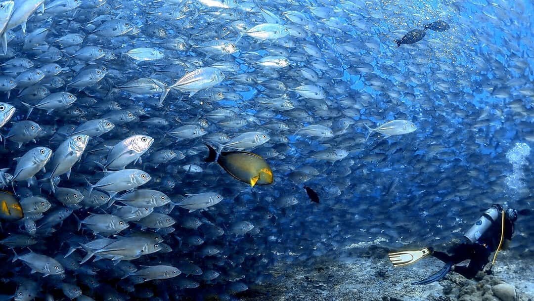 Not the type of storm we would avoid.🌪️ A day of great visibility and endless amounts of jackfish 🐟🐟🐟 Photo credit : @bennyhcj

#upe #underpressurreexplorers #semporna #sipadan #southpoint #dive #scubadiving #scuba #diving #fish #jackfish #storm 