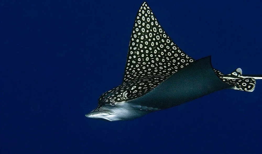 eagle ray.jpg