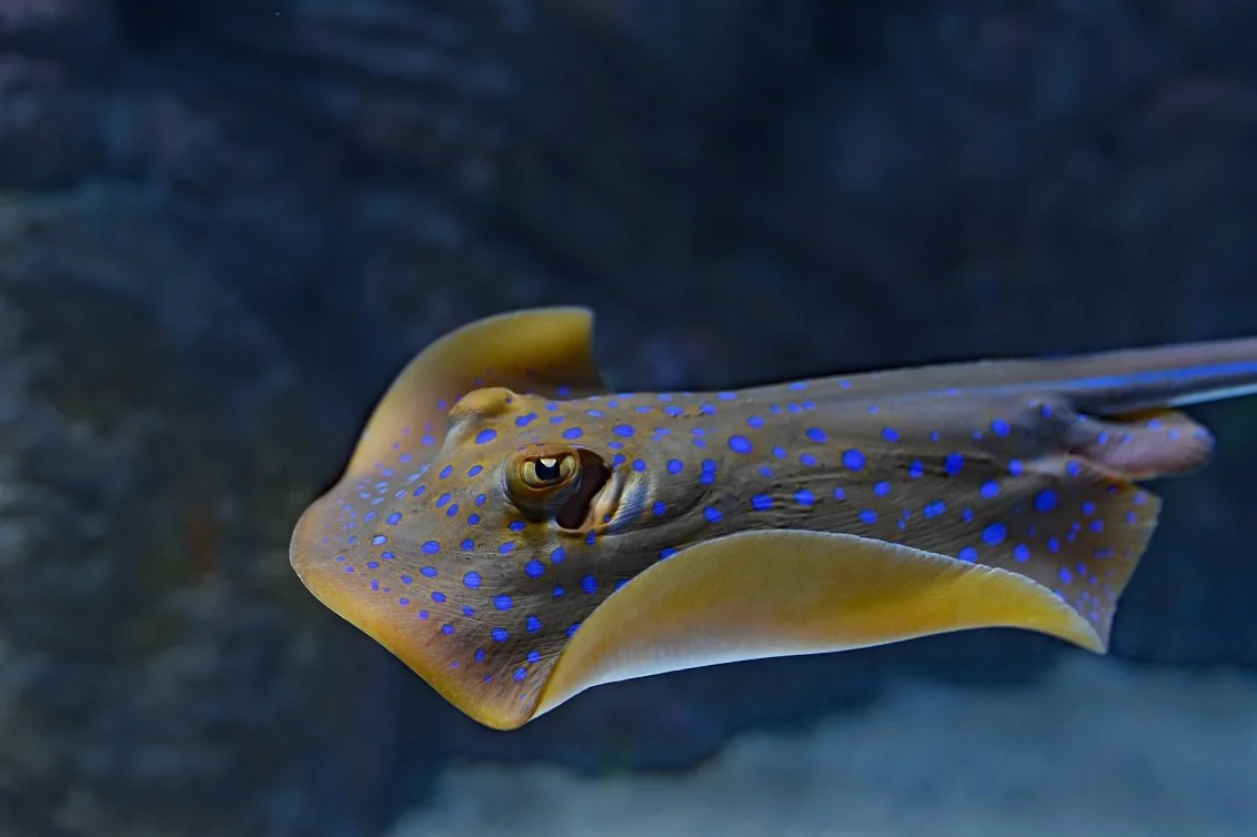 Bluespotted Stingray.jpg