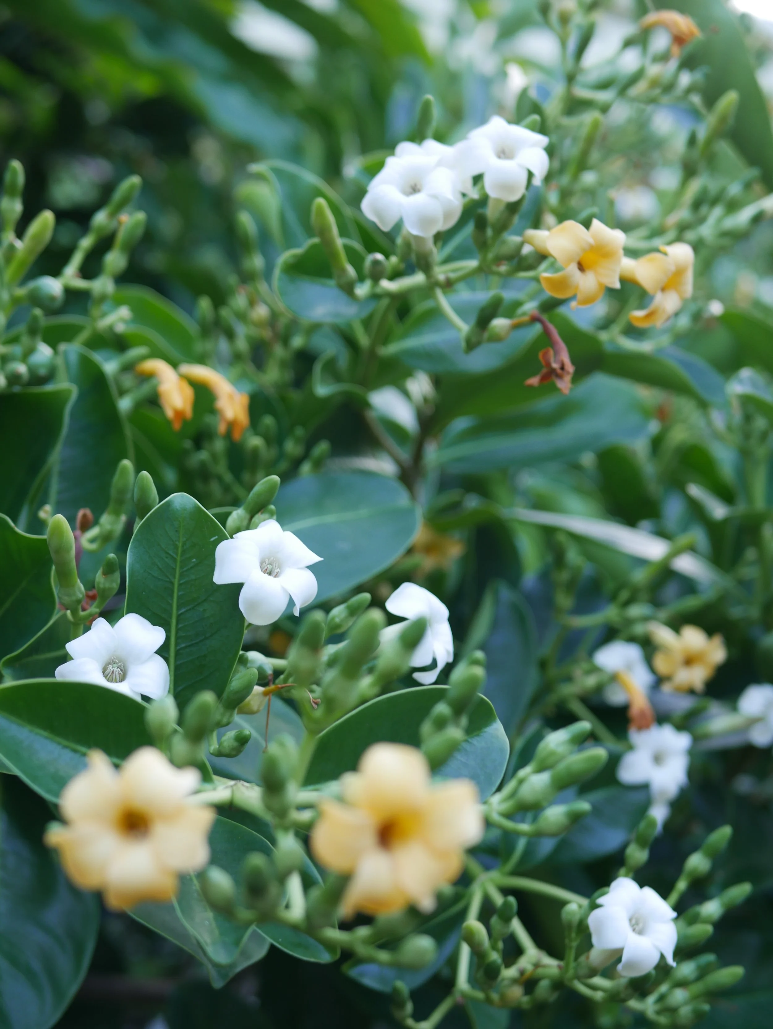 Peanut Butter Drive and Donations