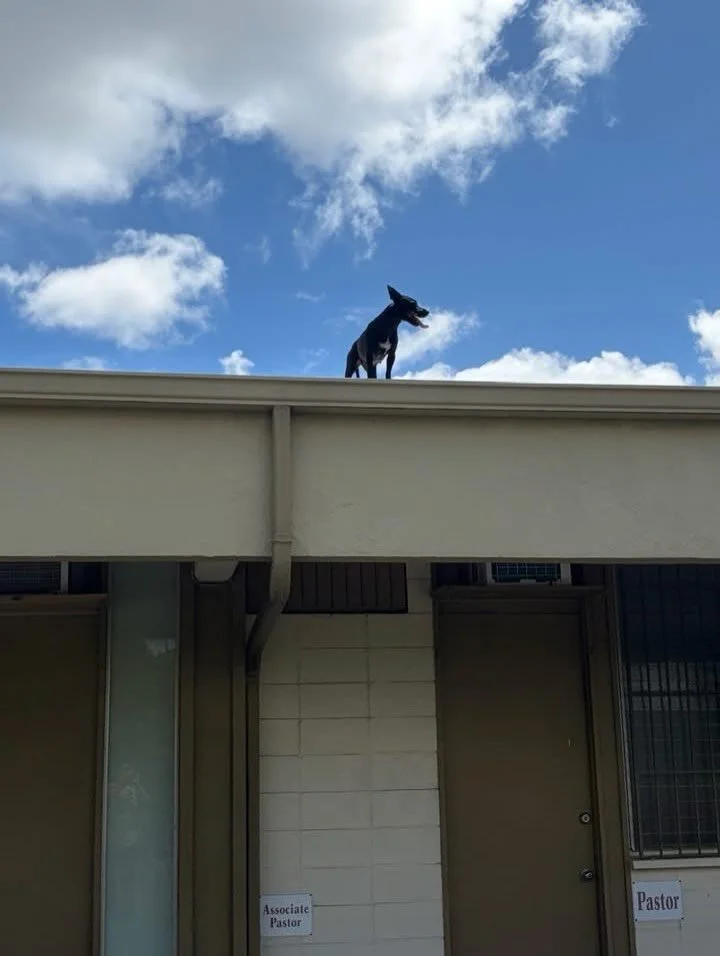 In the holy moments of church work we encounter a dog on the roof of the church and call on the amazing help of @honolulufiredepartment to help us. Also, her name is Bathsheba. Because she was on the roof.