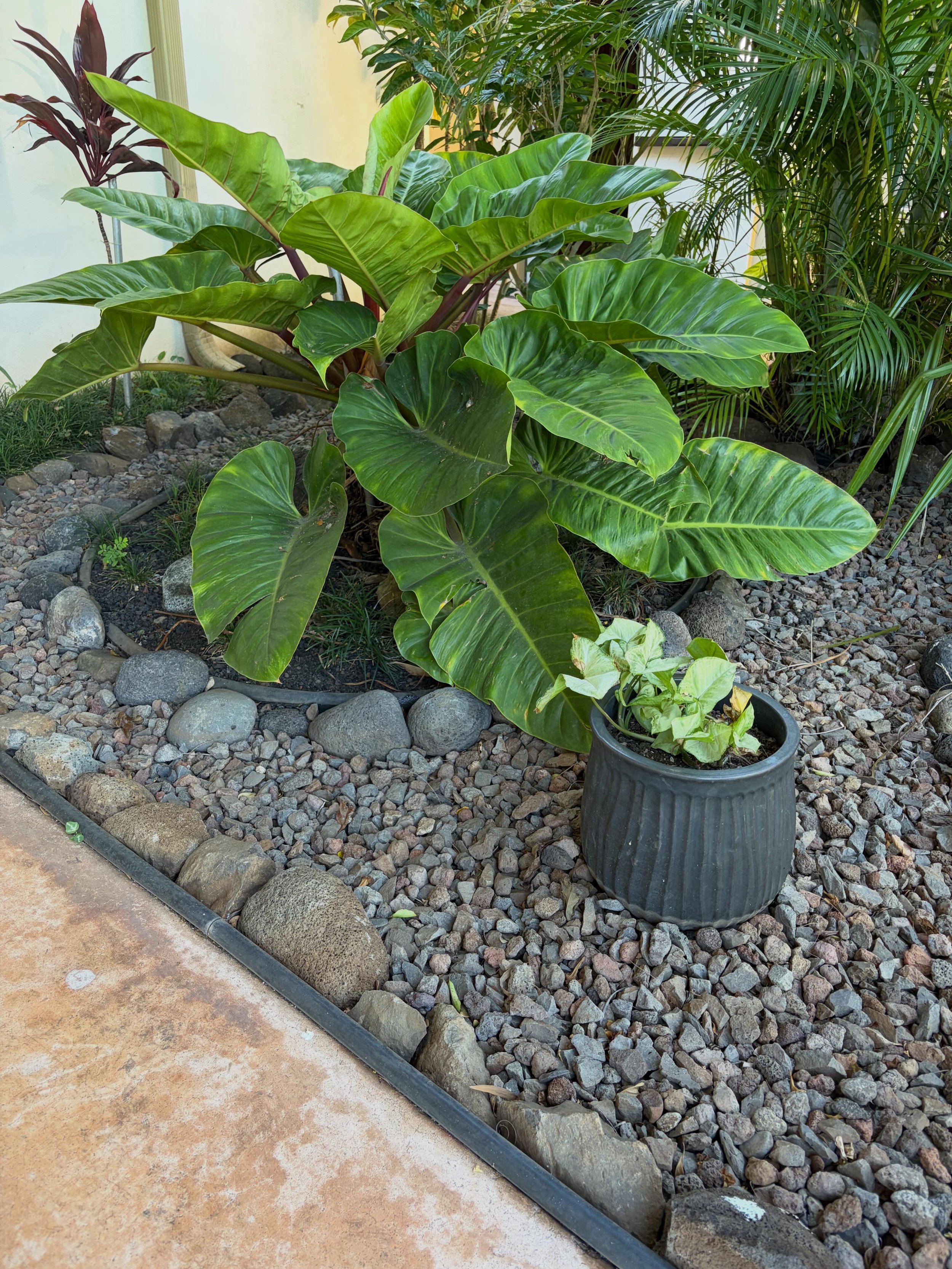 @communitychurchhonolulu has the gift of an incredibly beautiful campus and amazing partners who help us care for it. Mahalo, Conrad!