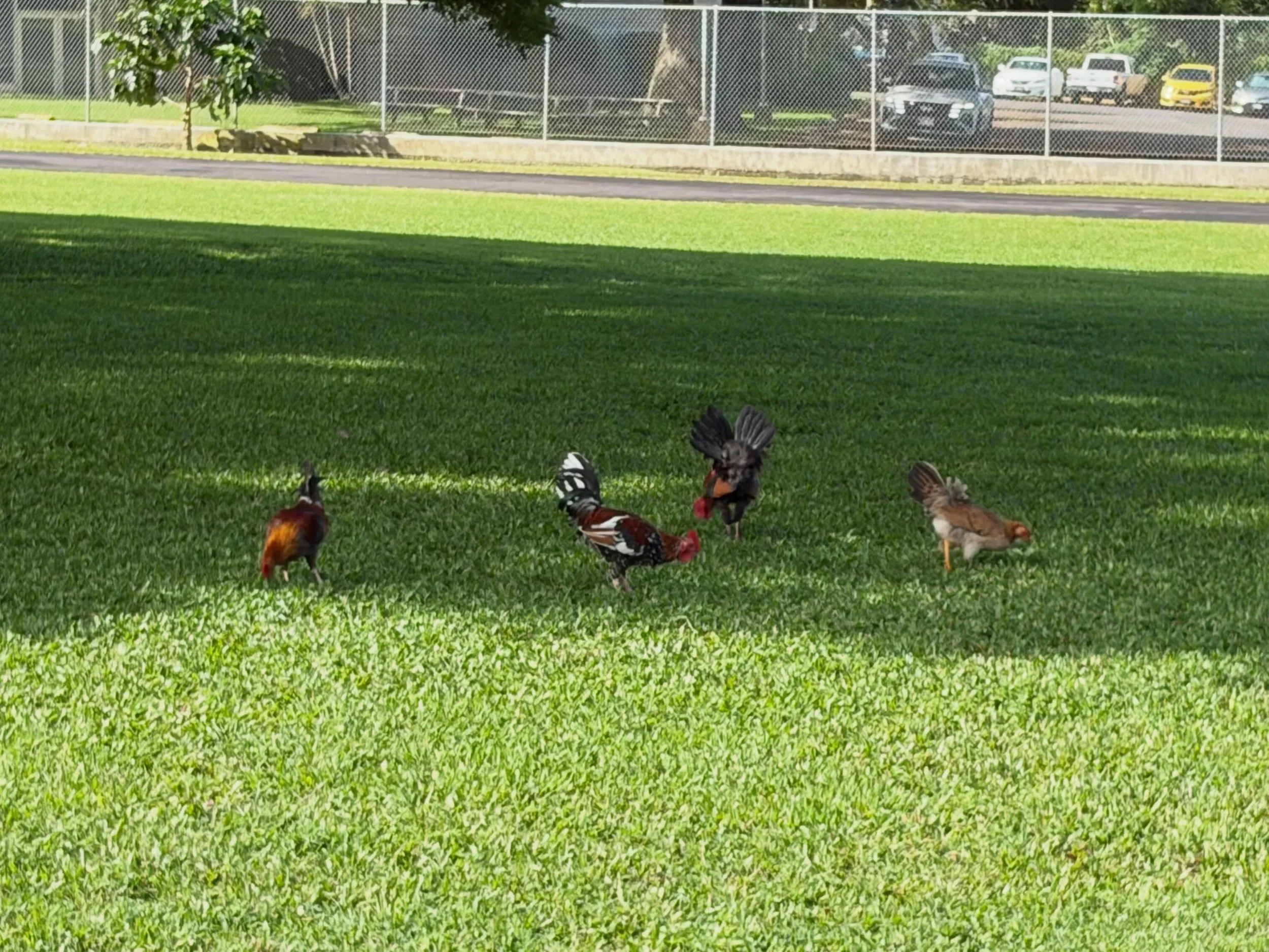 Church staff is busy doing discernment today. We&rsquo;re not sure... 
Are all these chickens on campus:

a) a reminder of Jesus&rsquo; lament over Jerusalem (&ldquo;like a hen&mdash;rooster?&mdash;gathering her chicks under her wings&hellip;?&rdquo;