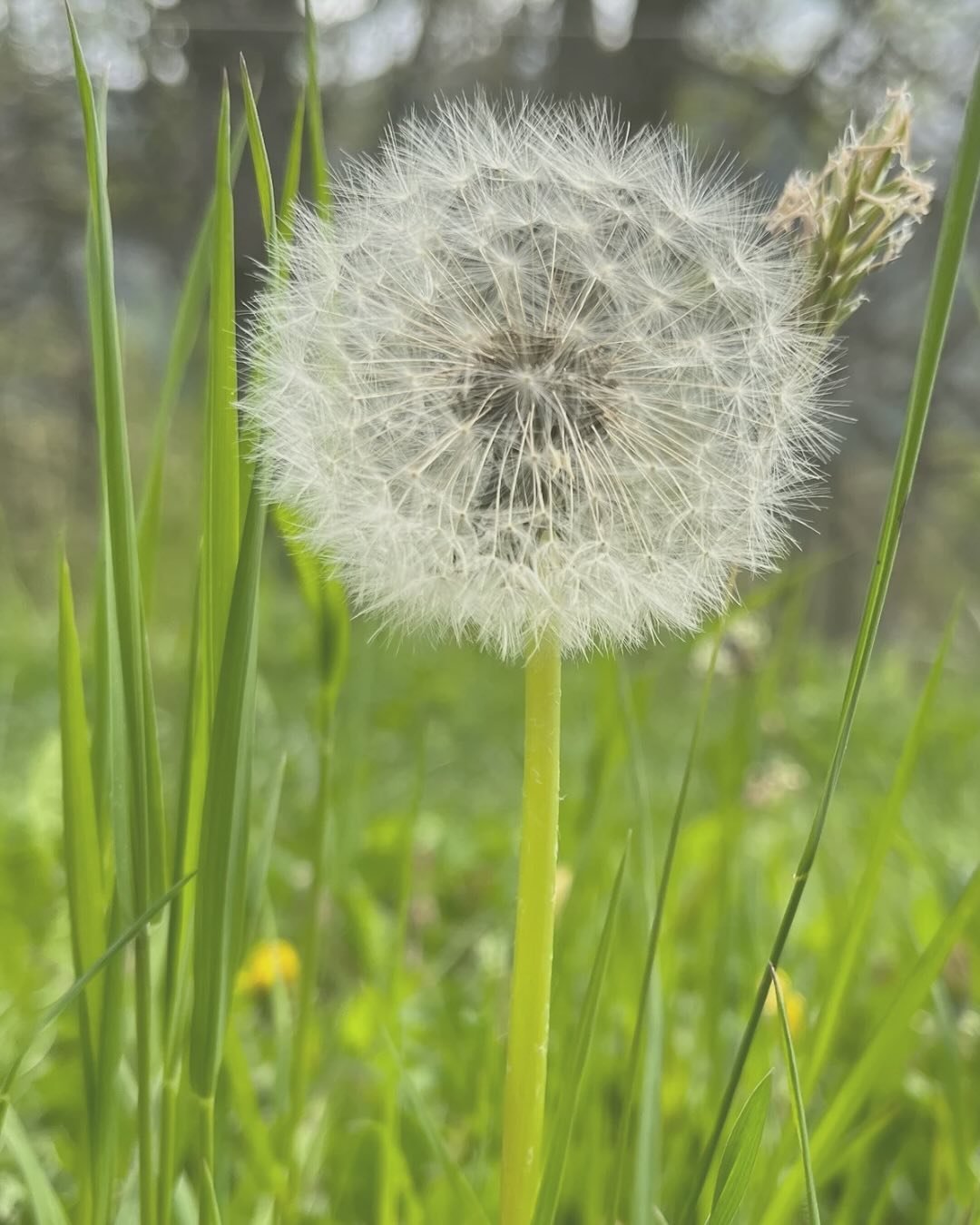✨ Je s&egrave;me&hellip; et j&rsquo;accueille. ✨

Quand le doute s&rsquo;invite,
je ne force plus.
Je me d&eacute;pose.
Je s&egrave;me.
Je distille des possibles&hellip;
Comme ce pissenlit qui laisse le vent emporter ses graines sans savoir o&ugrave;