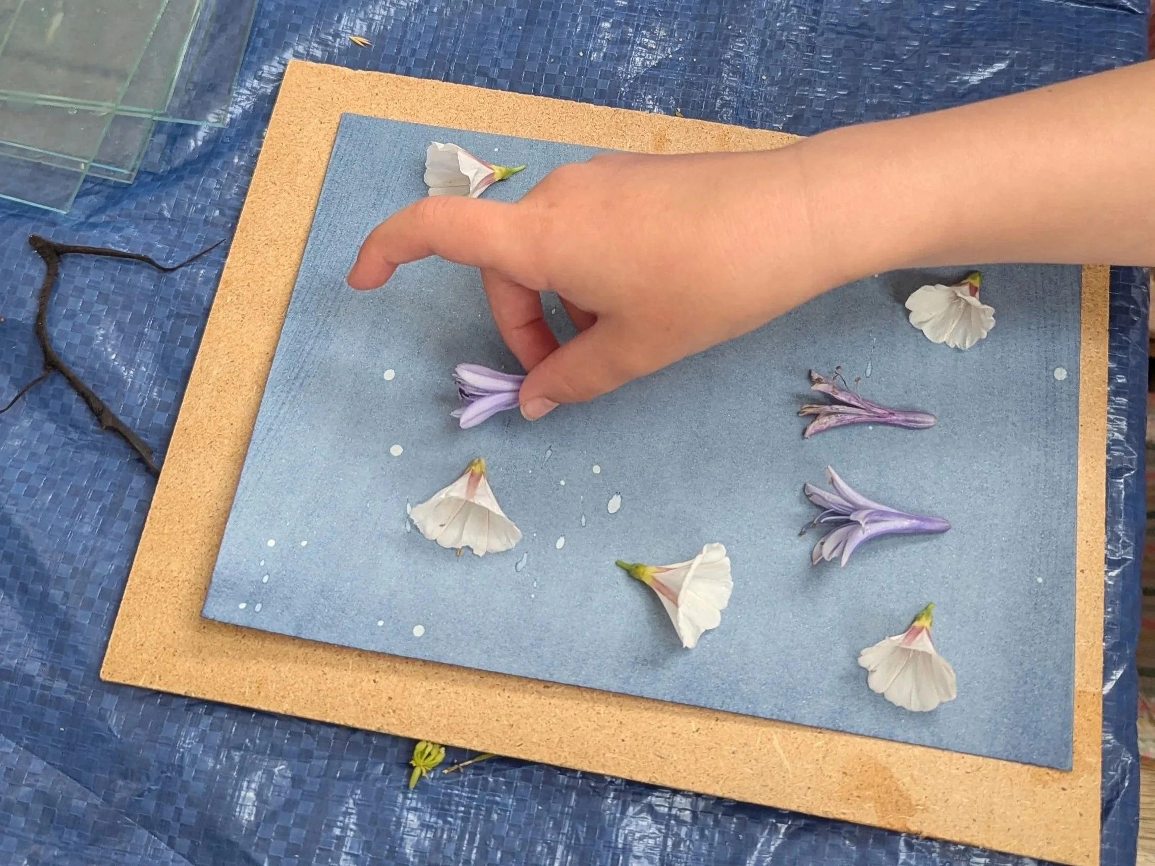 Vraiqu'sie: Seaweed &amp; Nature Cyanotype and Printmaking Workshop