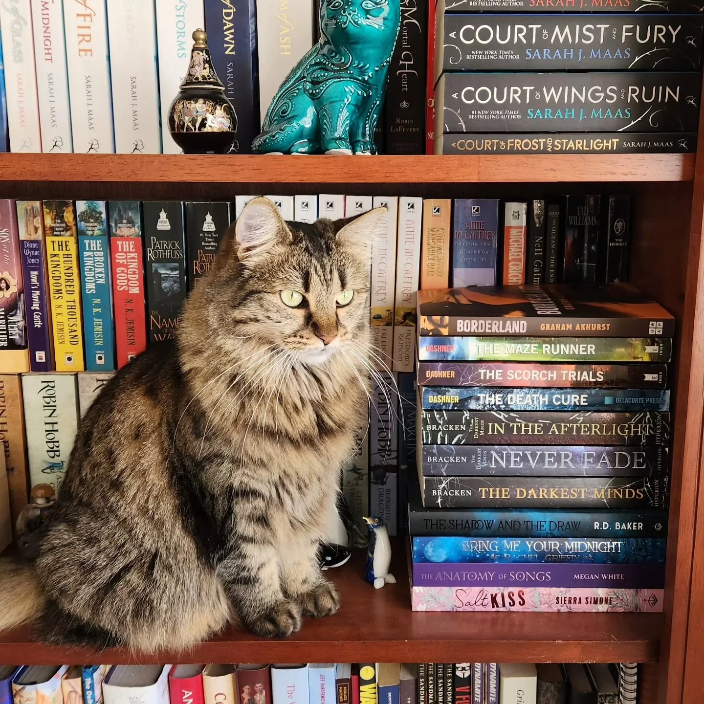 Today is a day for books and #FluffyCats⁠
⁠
#AussieBookstagram #AmReading #Shelfie #CatsOfBookstagram