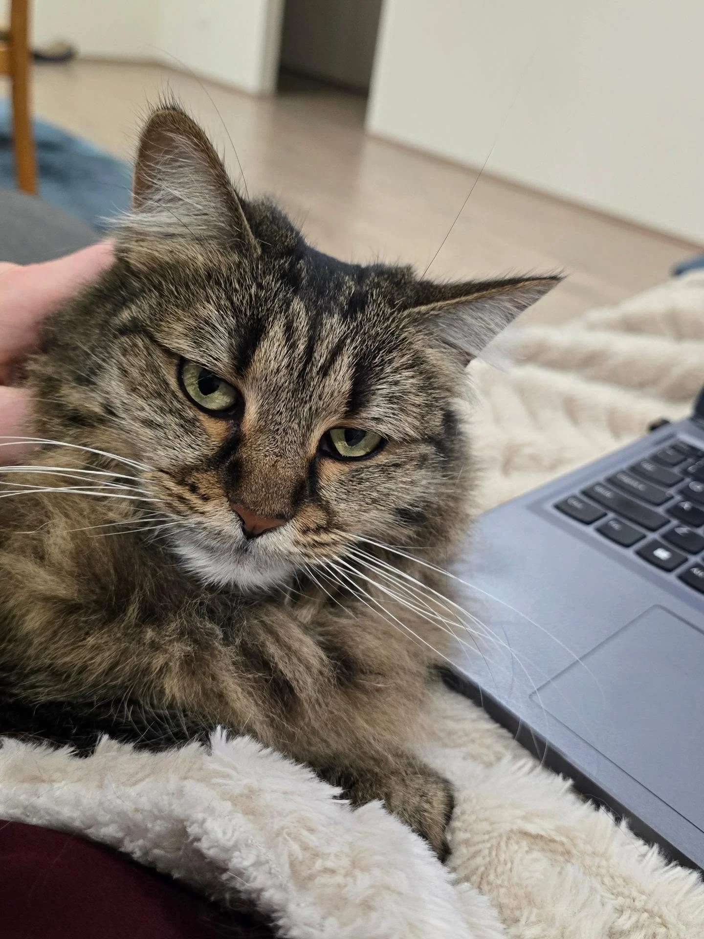 The main reason I can't get any writing done in the evenings 🙄 Love you Angie 😘

#CatsOfBookstagram #WritingBuddy #CatsOfInstagram