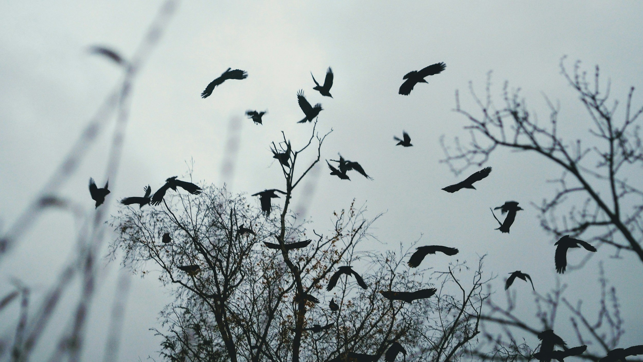 A black and white photo of a murder of crows above sparce looking trees.