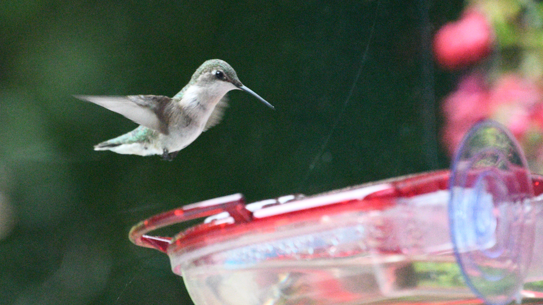 Hummingbirds