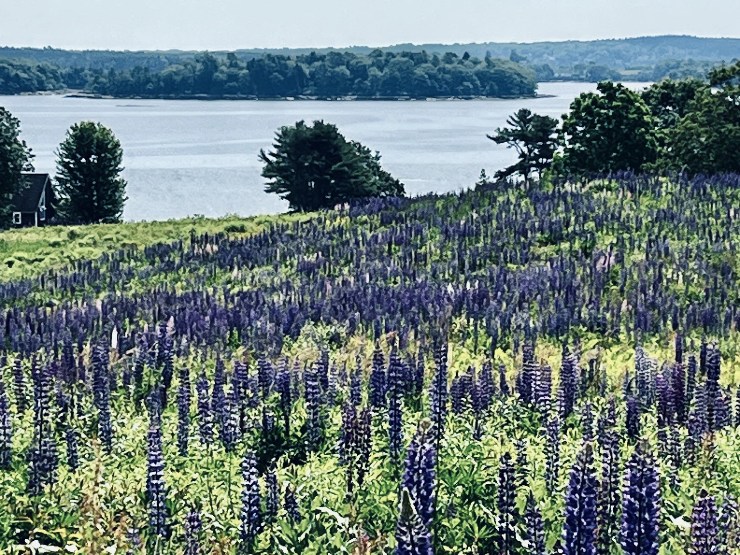 lupine in Maine