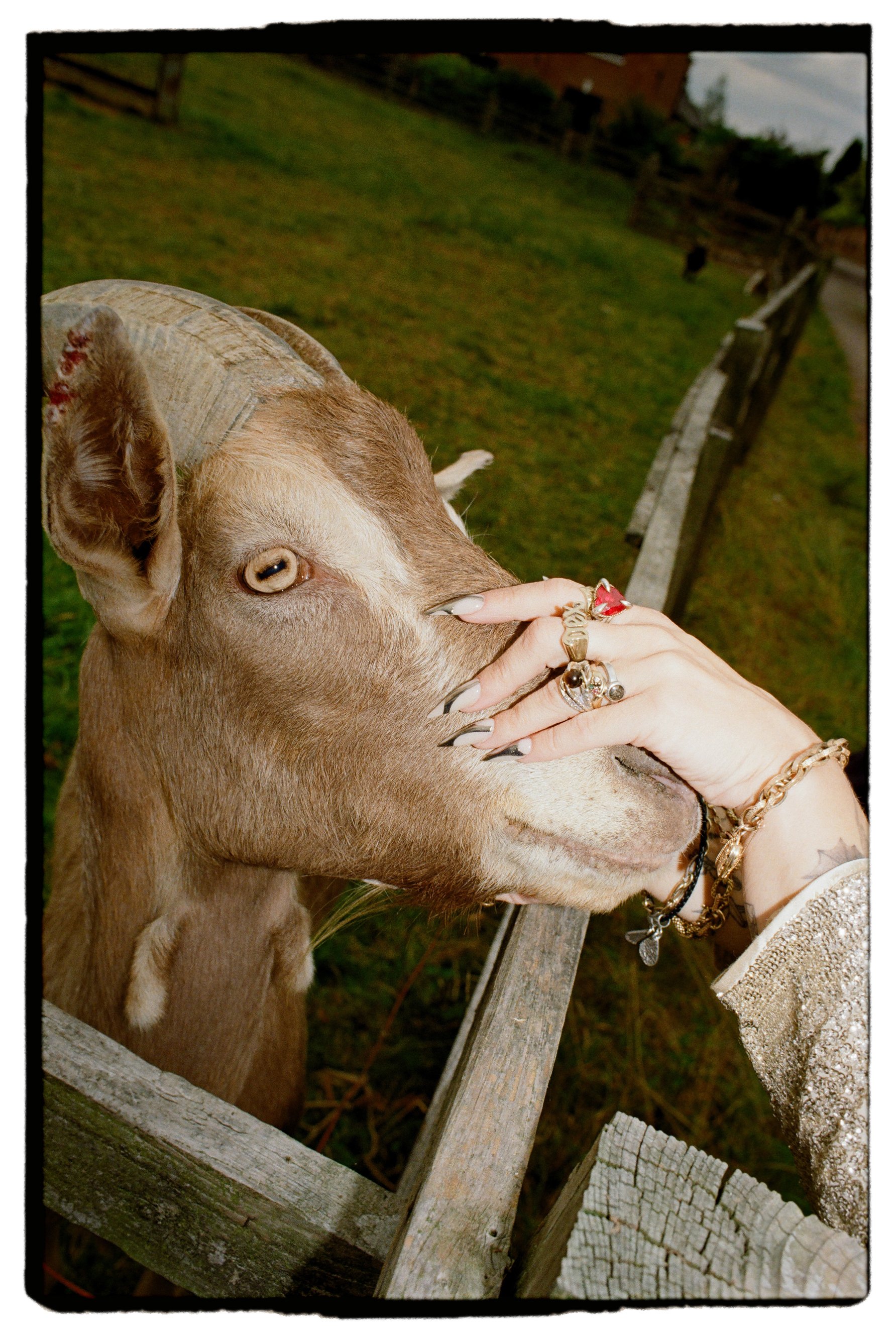 Guest stroking a goat at a wedding shot on 35mm film long nails