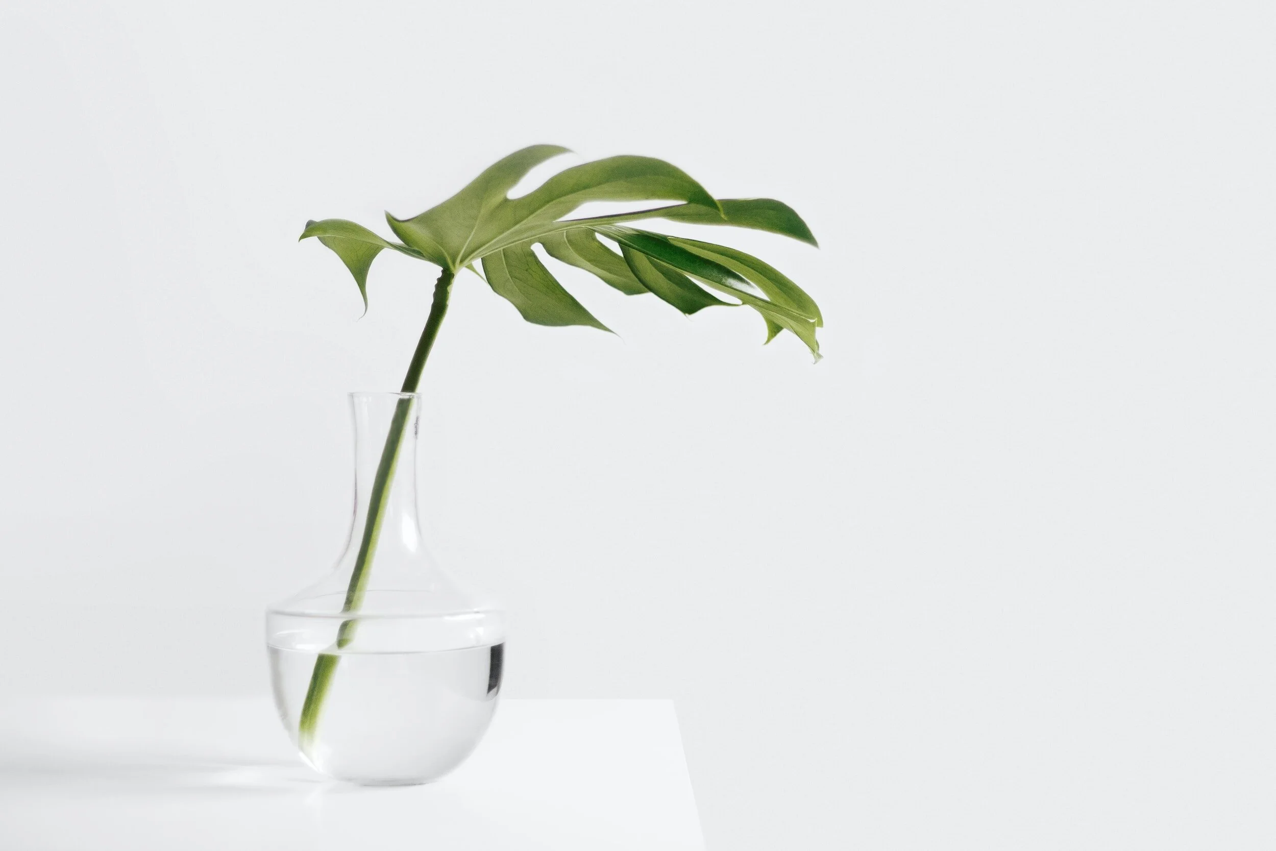 Monstera leaf in clear glass vase with water on white surface
