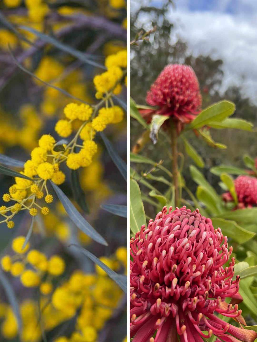 golden wattle and red waratah flowers
