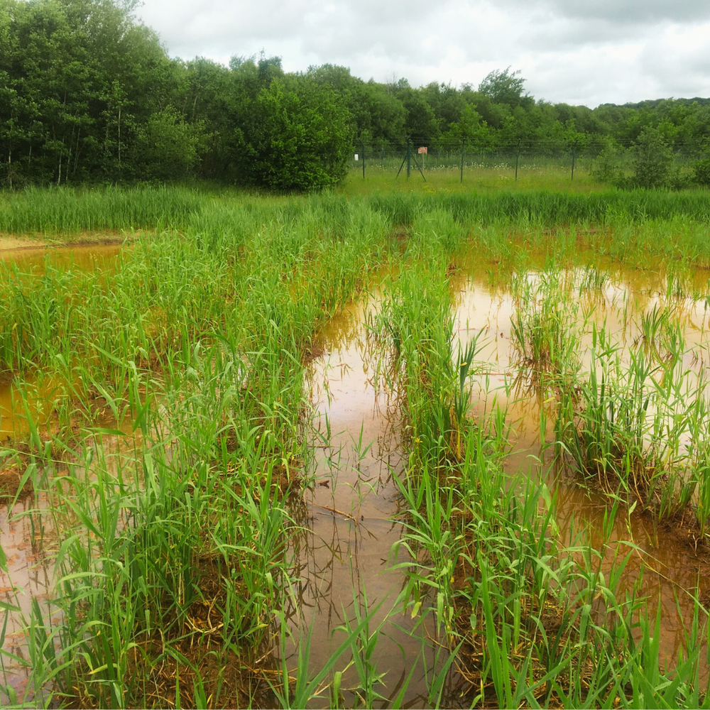 4R Reedbeds