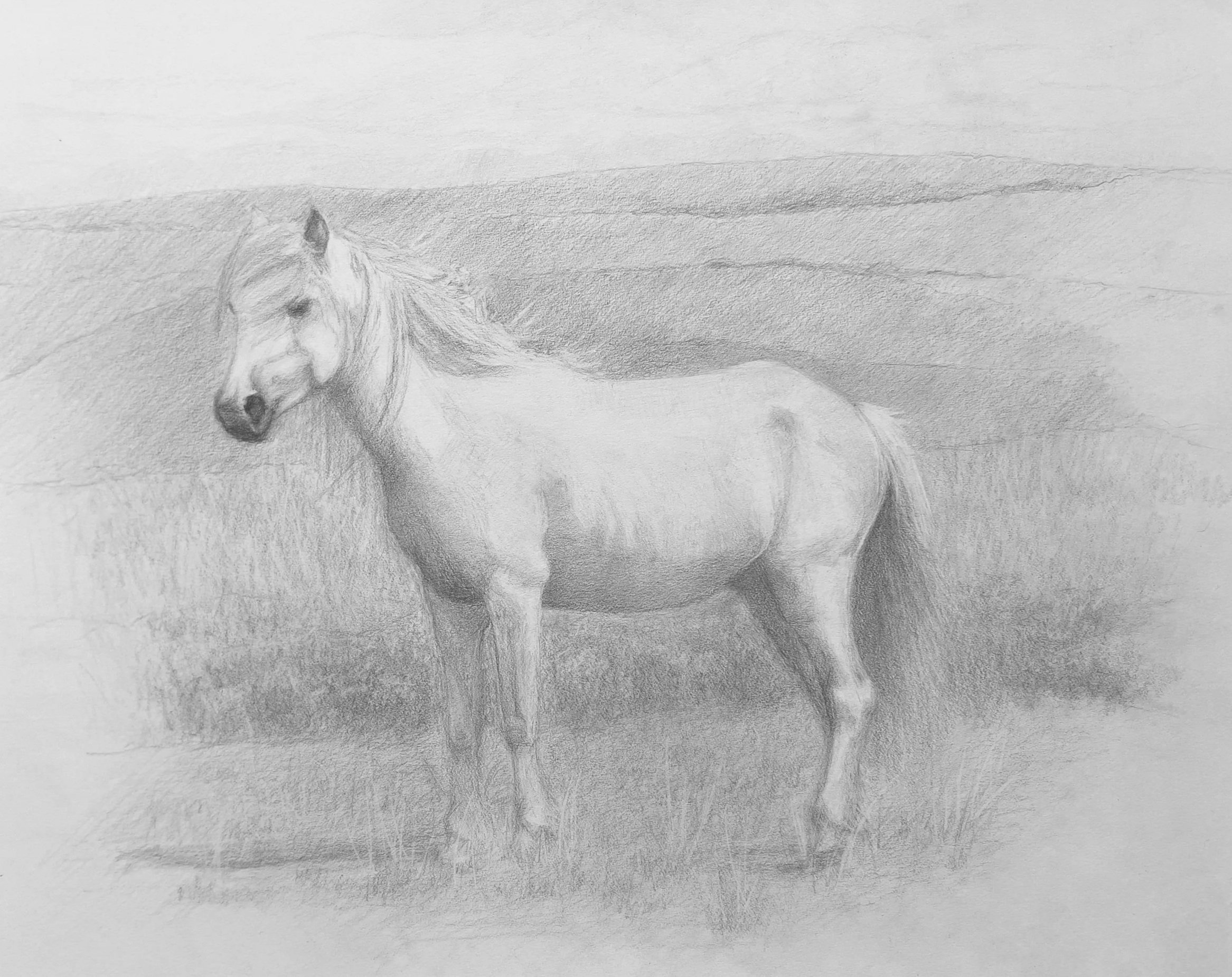 Welsh Pony (Graphite) 