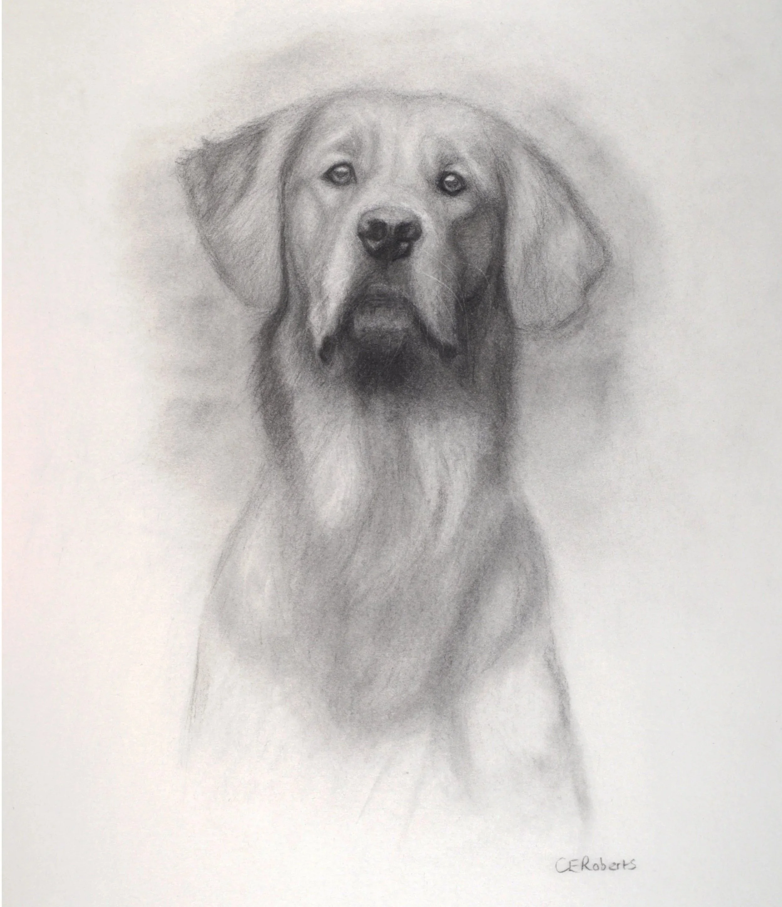 Golden Retriever (charcoal) 10 x 12 inches