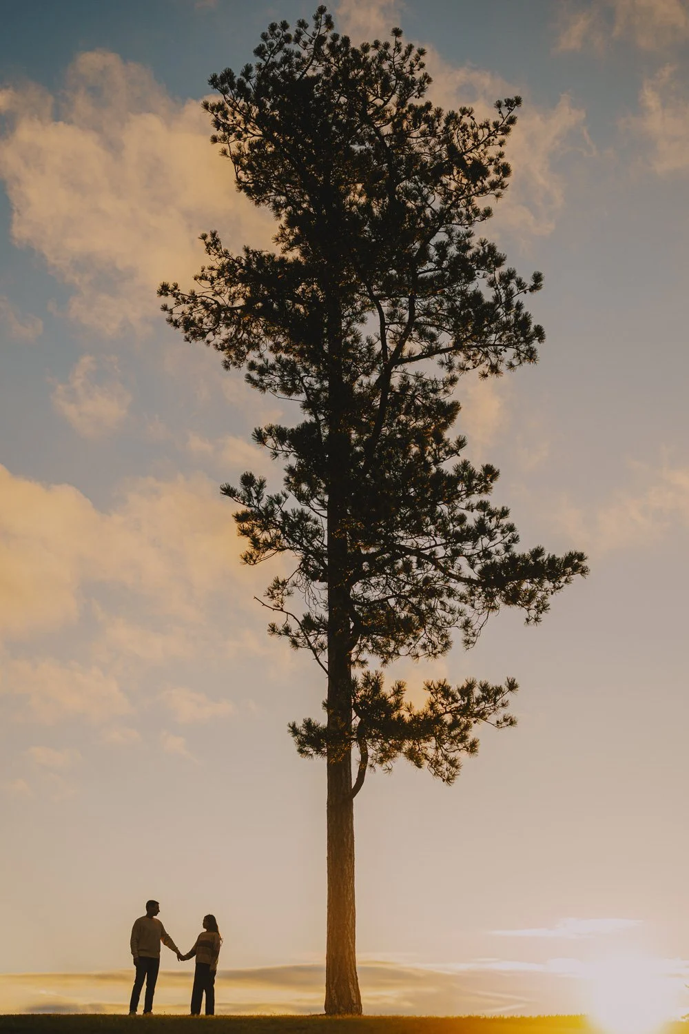 A silhouette of a large pine tree against a sunset sky with scattered clouds, with a man and woman holding hands in the foreground.