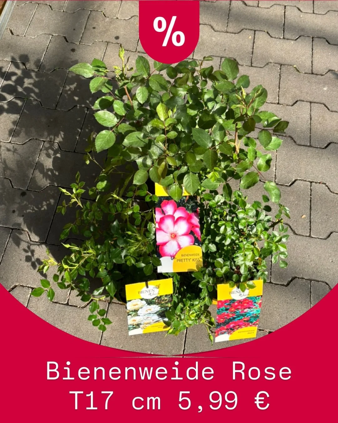 Ob farbenfrohe Sommerbl&uuml;her f&uuml;r Balkon &amp; Terrasse oder hochwertige Baumschulware f&uuml;r den Garten &ndash; bei uns findest du aktuell die passenden Highlights f&uuml;r jede gr&uuml;ne Oase. Besonders unsere Geh&ouml;lze setzen jetzt w