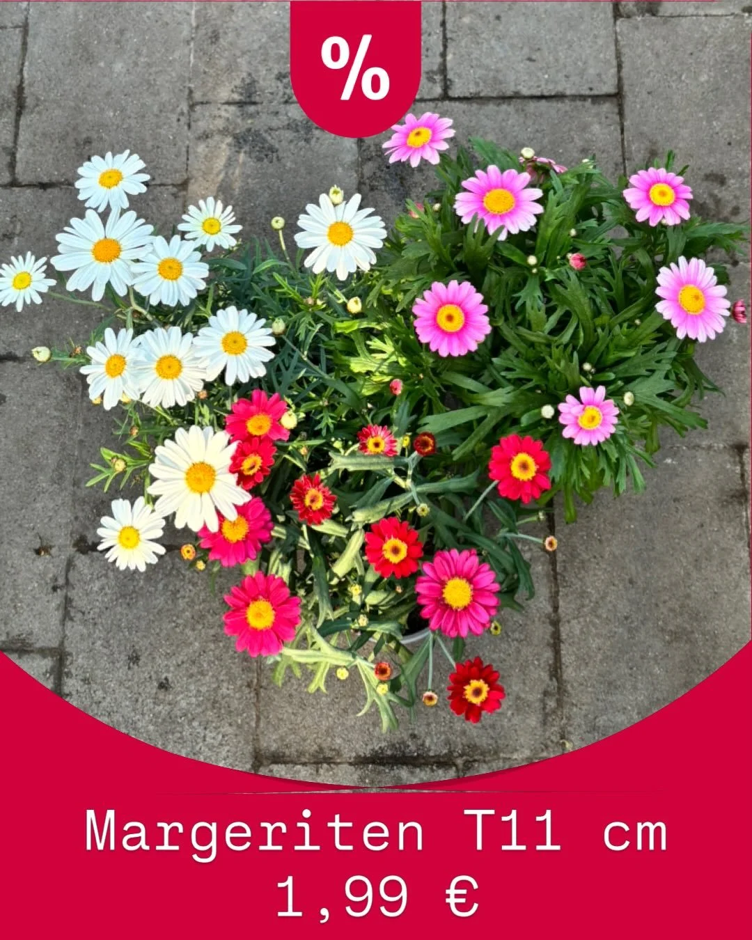 Ob bl&uuml;hende Klassiker, farbenfrohe Highlights oder leckeres Bio-Gem&uuml;se &ndash; entdecke unsere aktuellen Angebote f&uuml;r eine rundum gr&uuml;ne Saison:

🌼 Margeriten (versch. Farben, T11 cm) &ndash; 1,99 &euro;
🍅 Bio-Gem&uuml;se (versch
