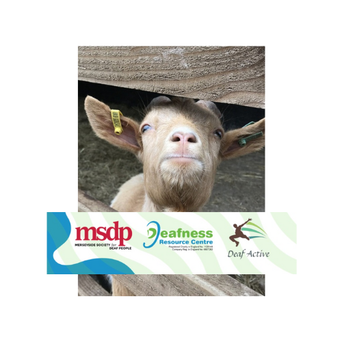 Croxteth Farm Trip with Merseyside Society for Deaf People