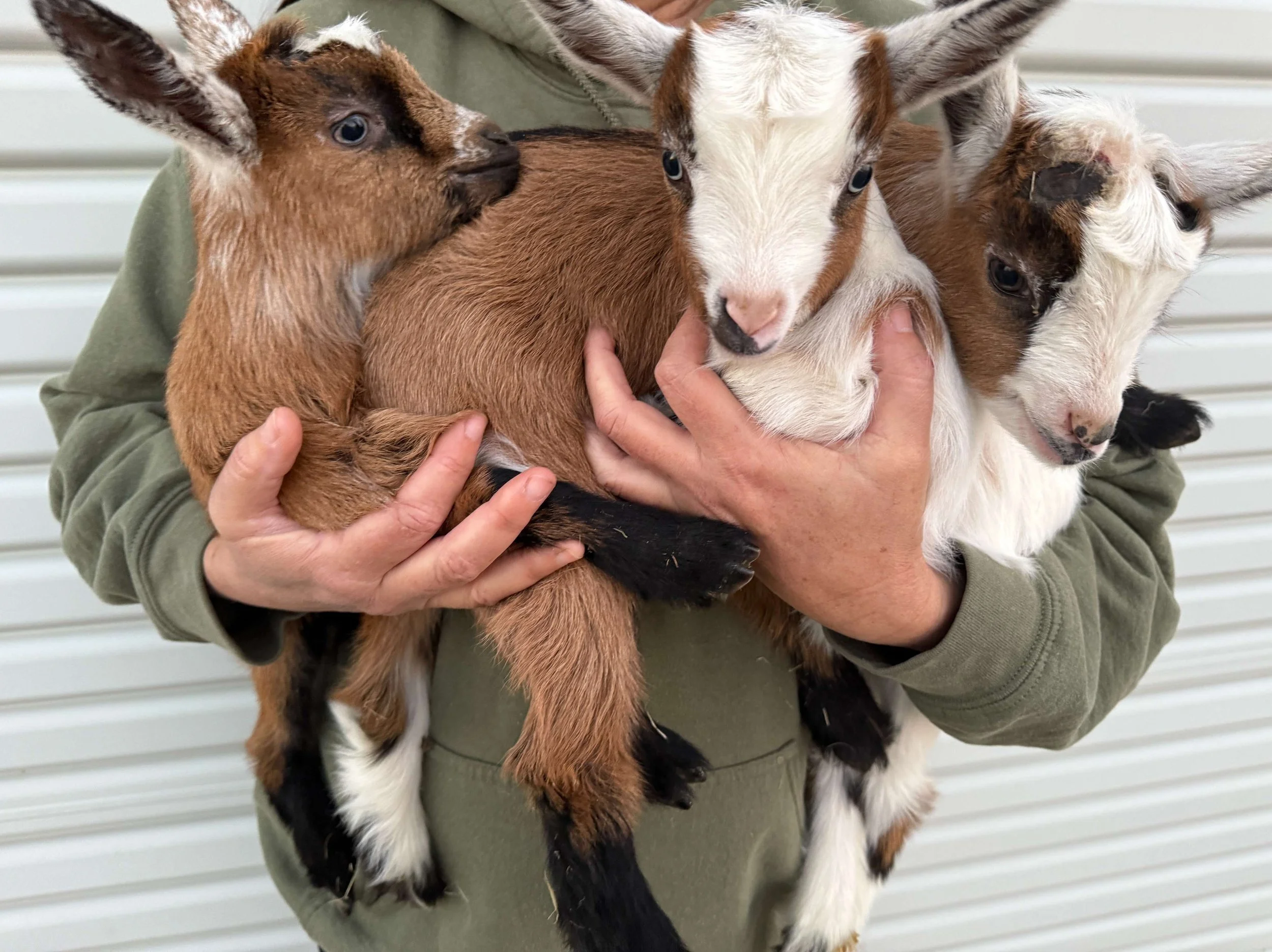 Intro to Goat Keeping