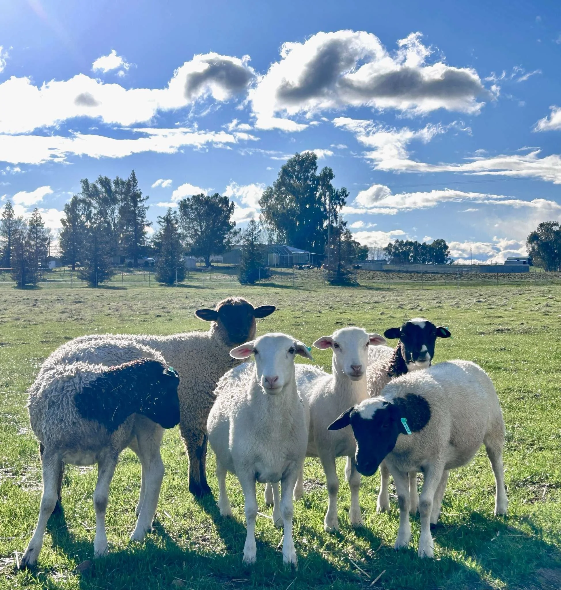 Lambing for Beginners