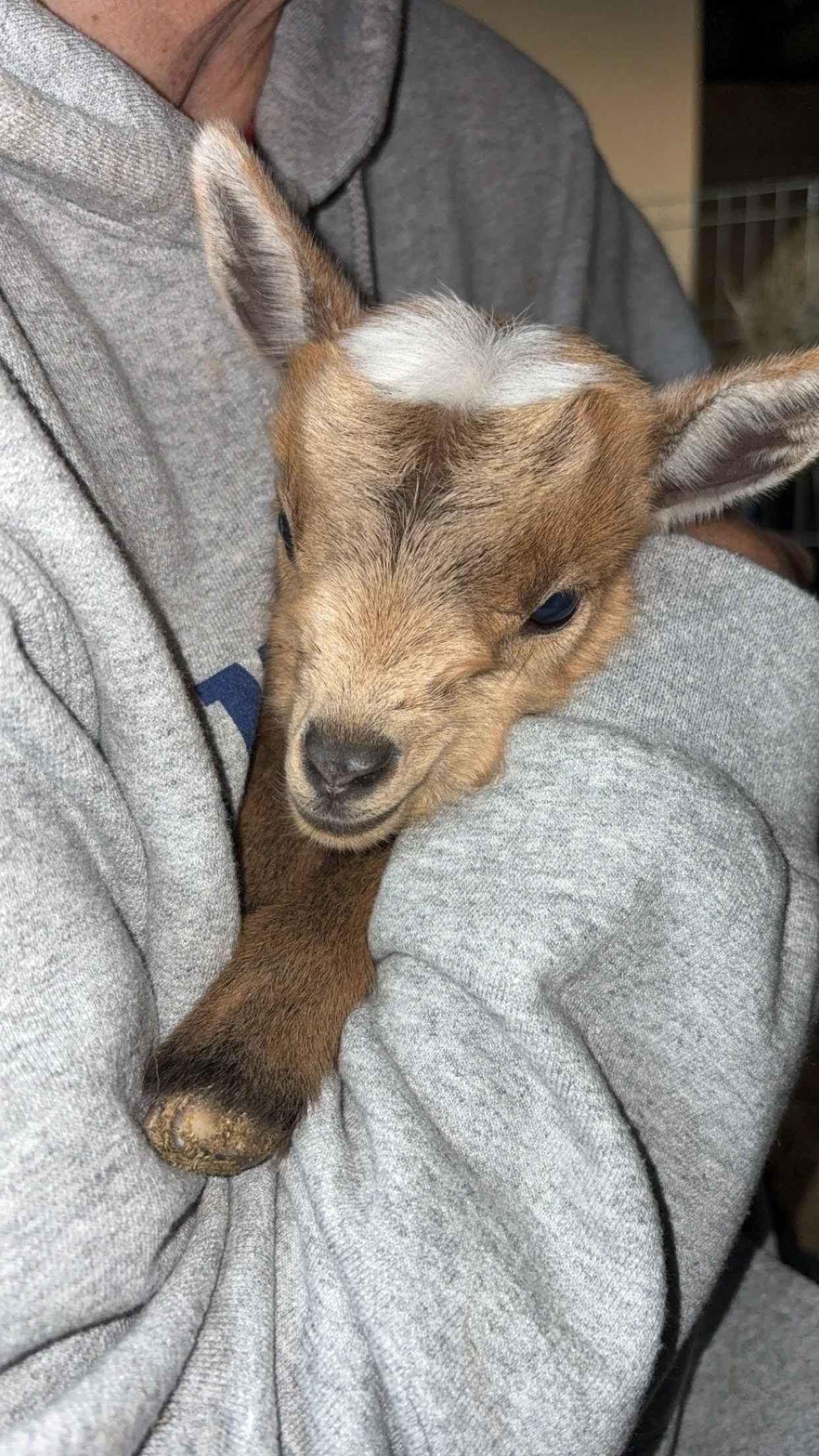 babygoat1.jpG