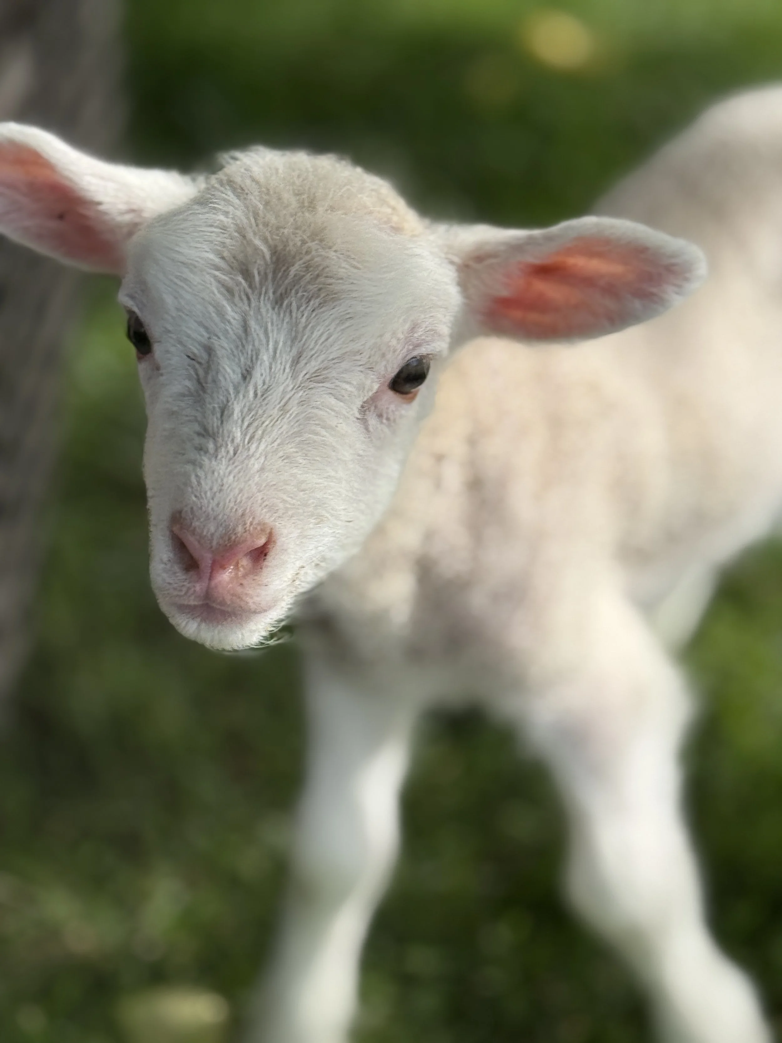 Meet the Farm Animals