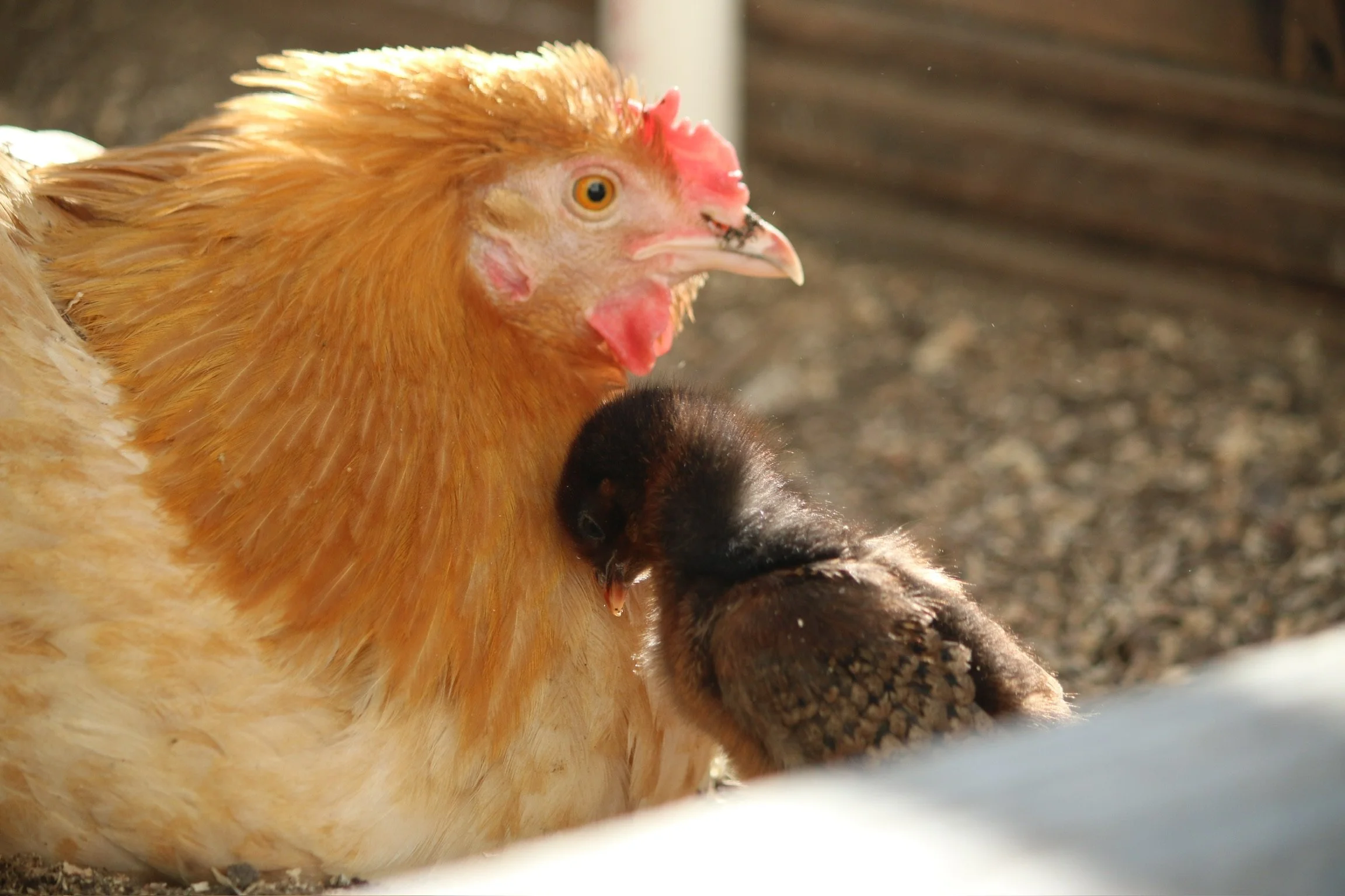 A chicken sitting on the ground with a baby chick nestled against its chest.