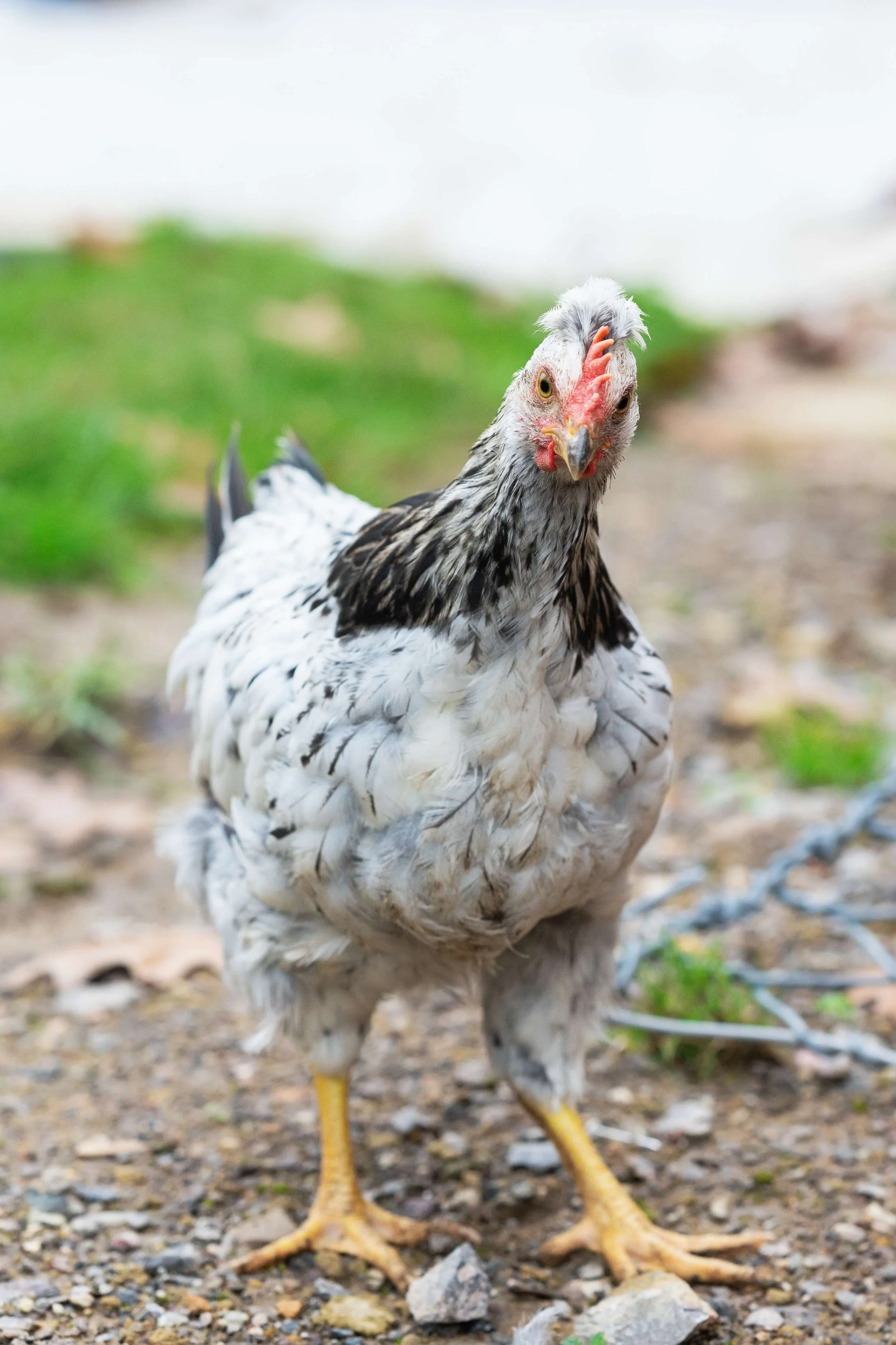 Crested Cream Legbars: Fertile Eggs and Pullets-WAIT LIST