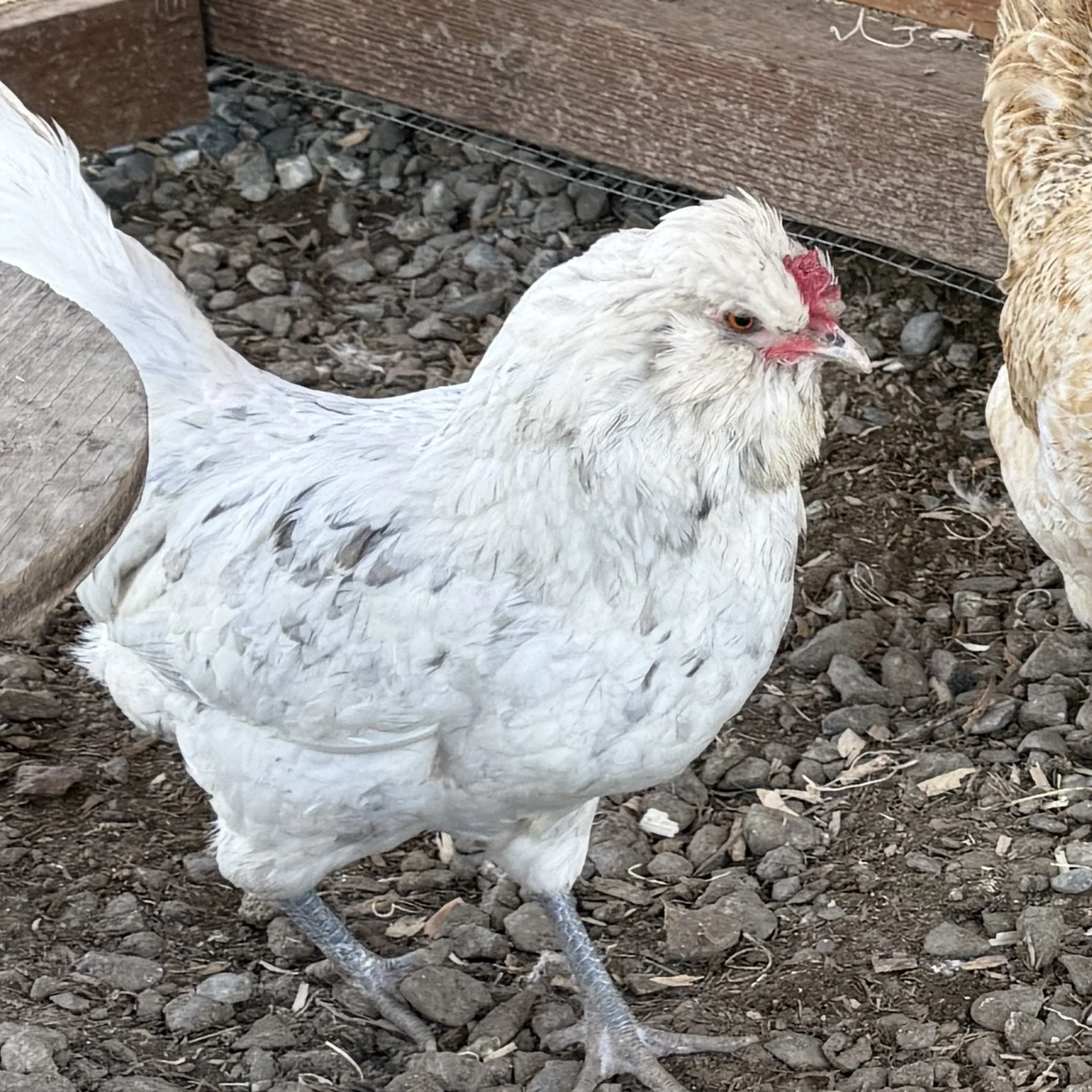 Ameraucana.jpg