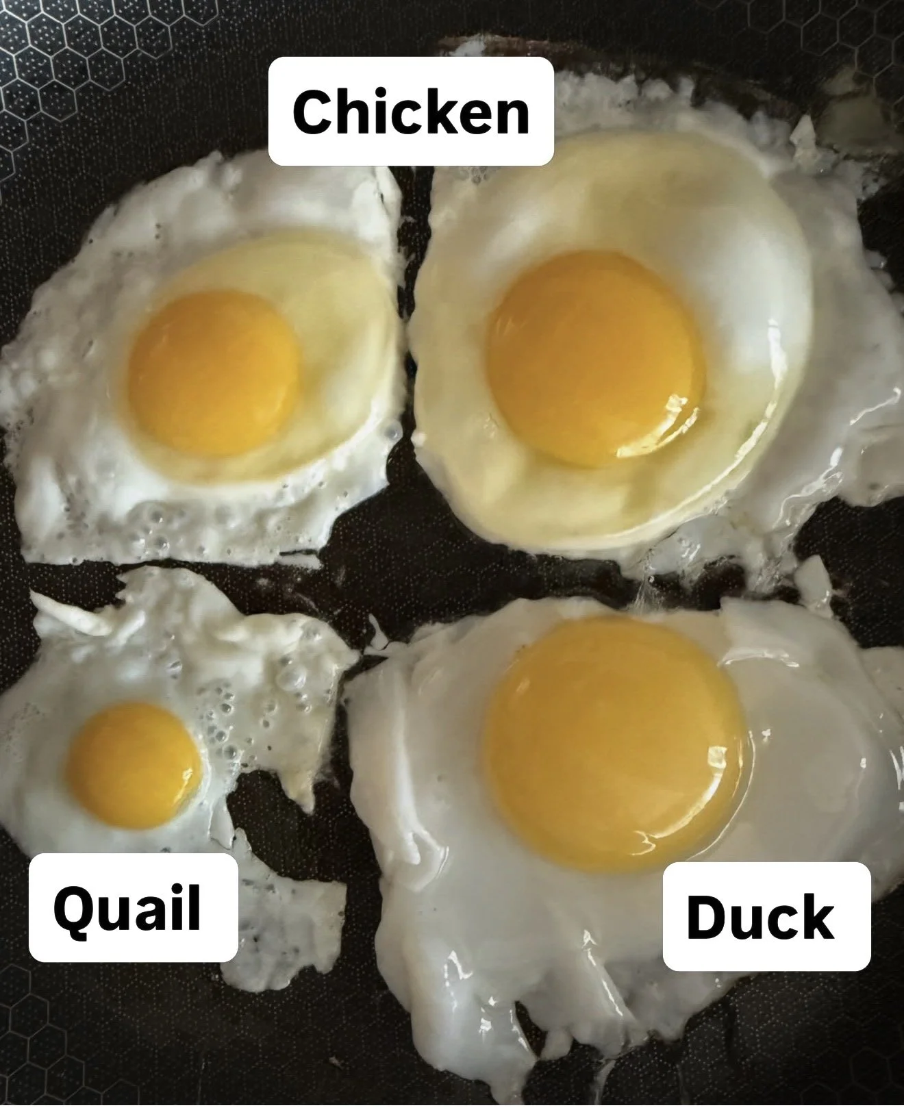 eggs.1.jpg