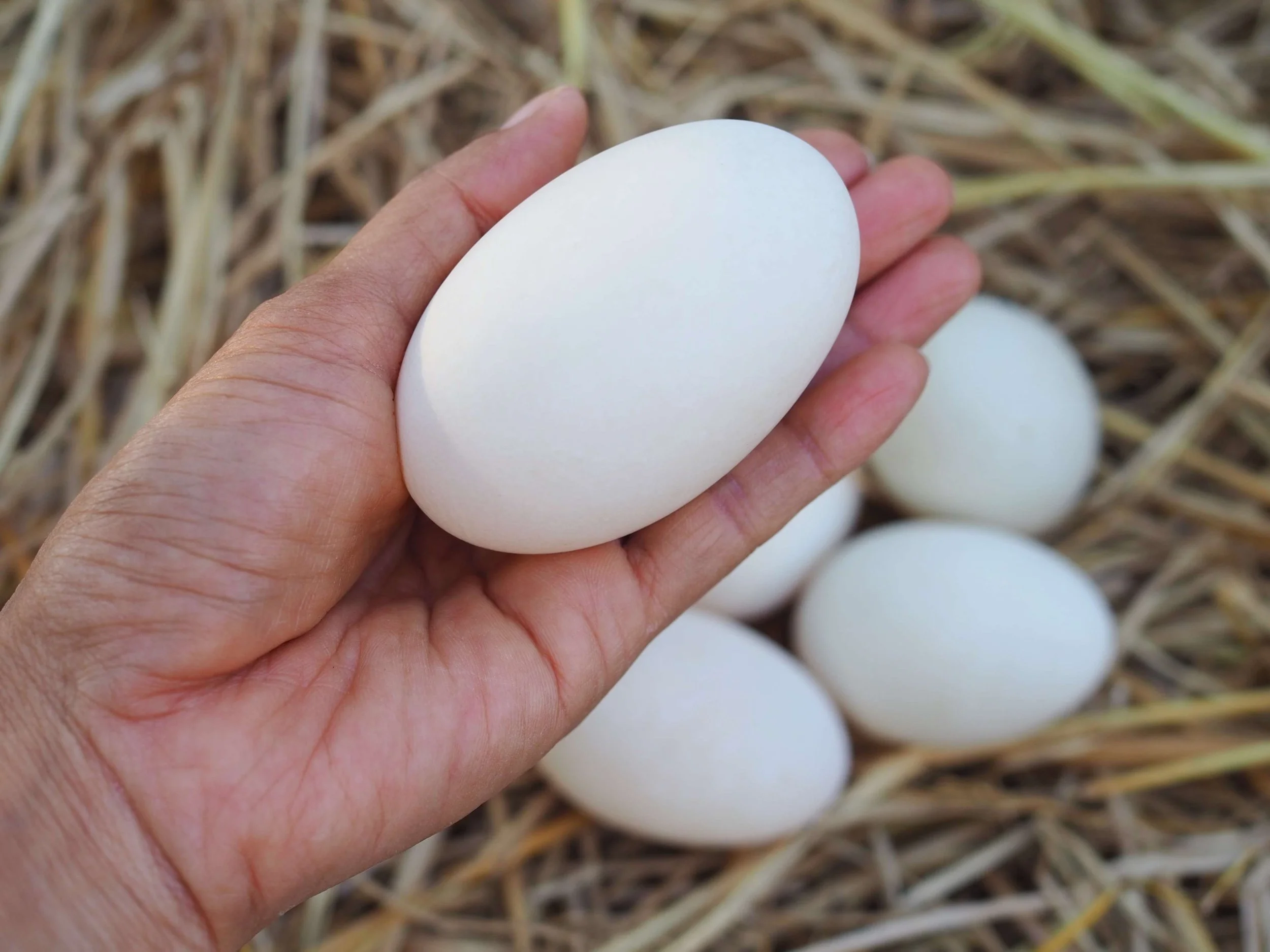 Duck-eggs.jpg