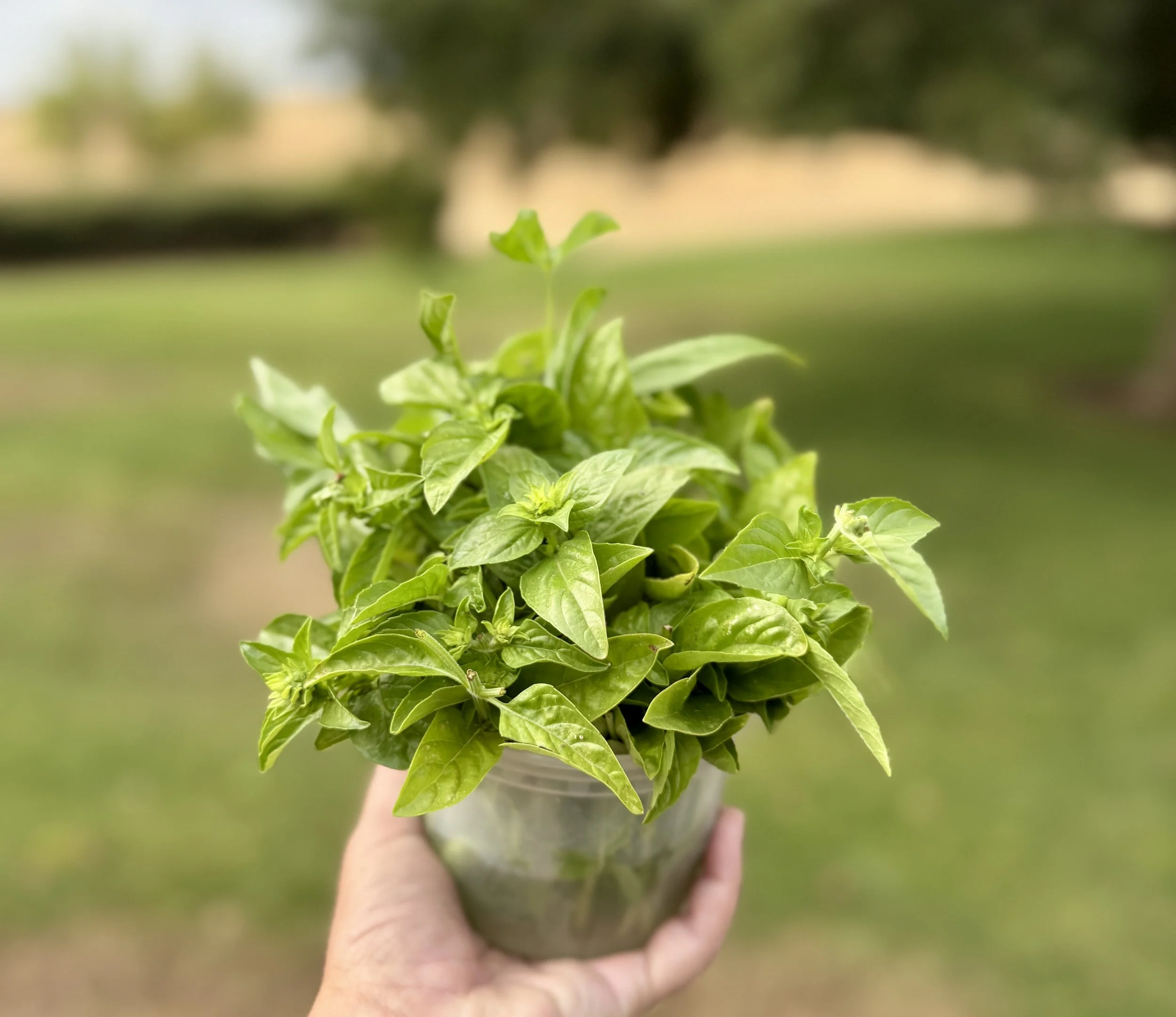 basil-roby-ranch.jpg