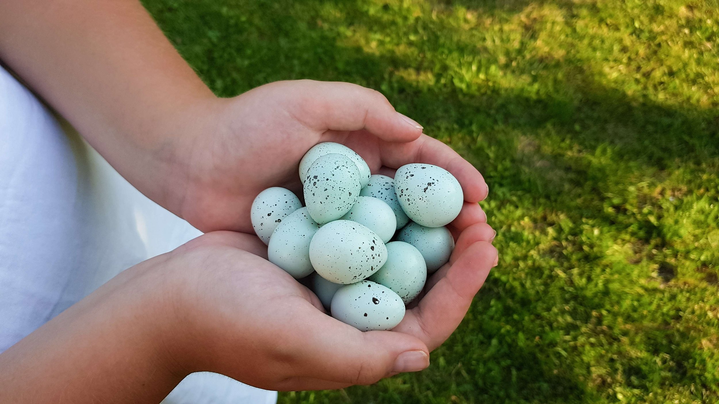 Celadon Coturnix Quail Eggs