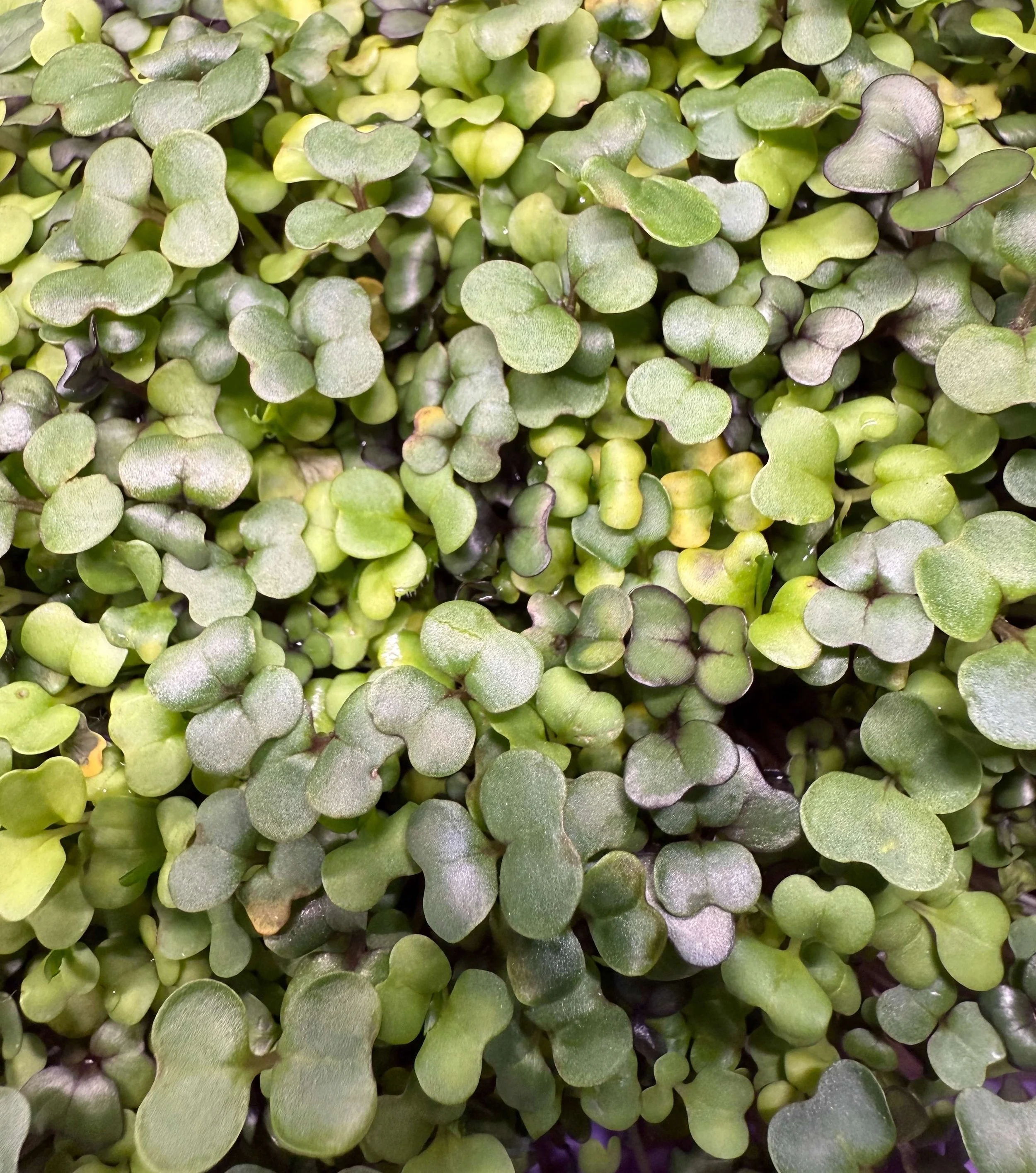 microgreens-1.jpg